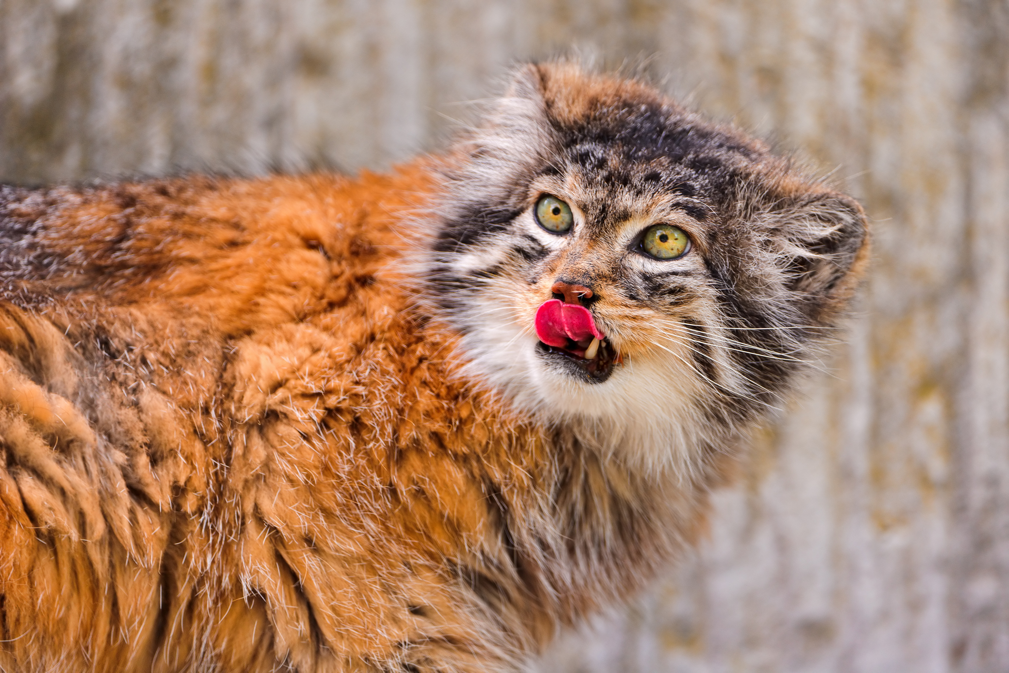 twenty five manuls - Pallas' cat, Pet the cat, Iron, Wild animals, Predatory animals, Cat family, Small cats, Fluffy, The photo, Rare view, Longpost