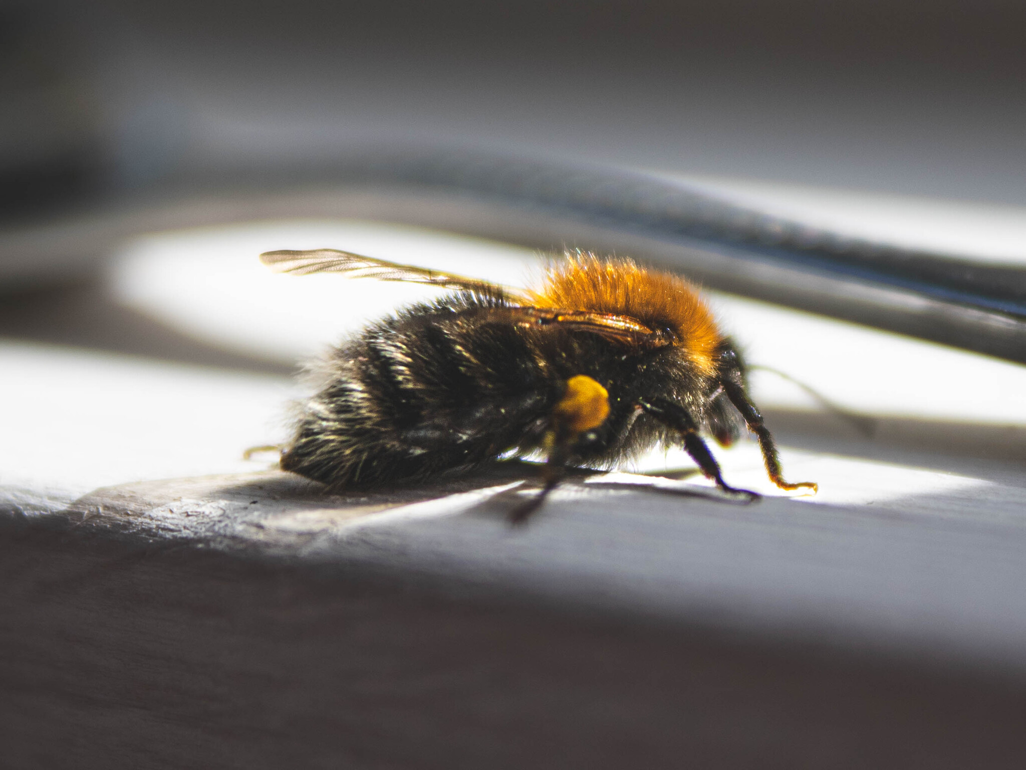 Rescued Fluffy - My, The photo, The rescue, Bumblebee, Insects