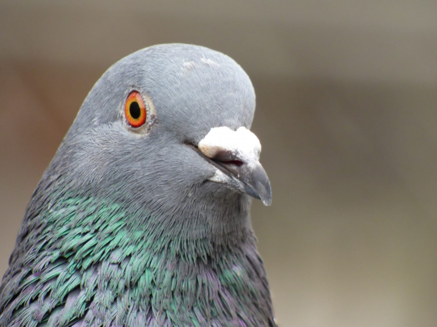 How to draw wisdom from a dove - My, Live and learn, Humor, Pigeon, Self-development