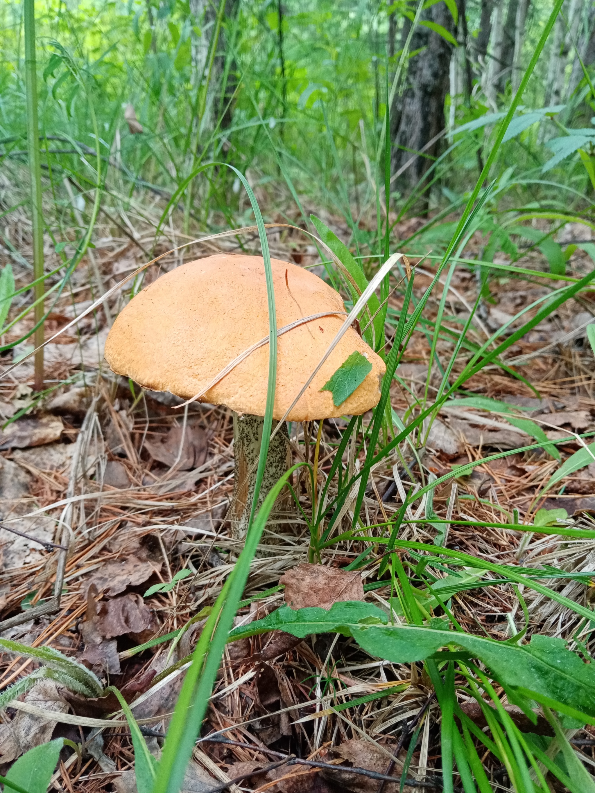 Hunt for Reds! - Silent hunt, Mushrooms, Longpost