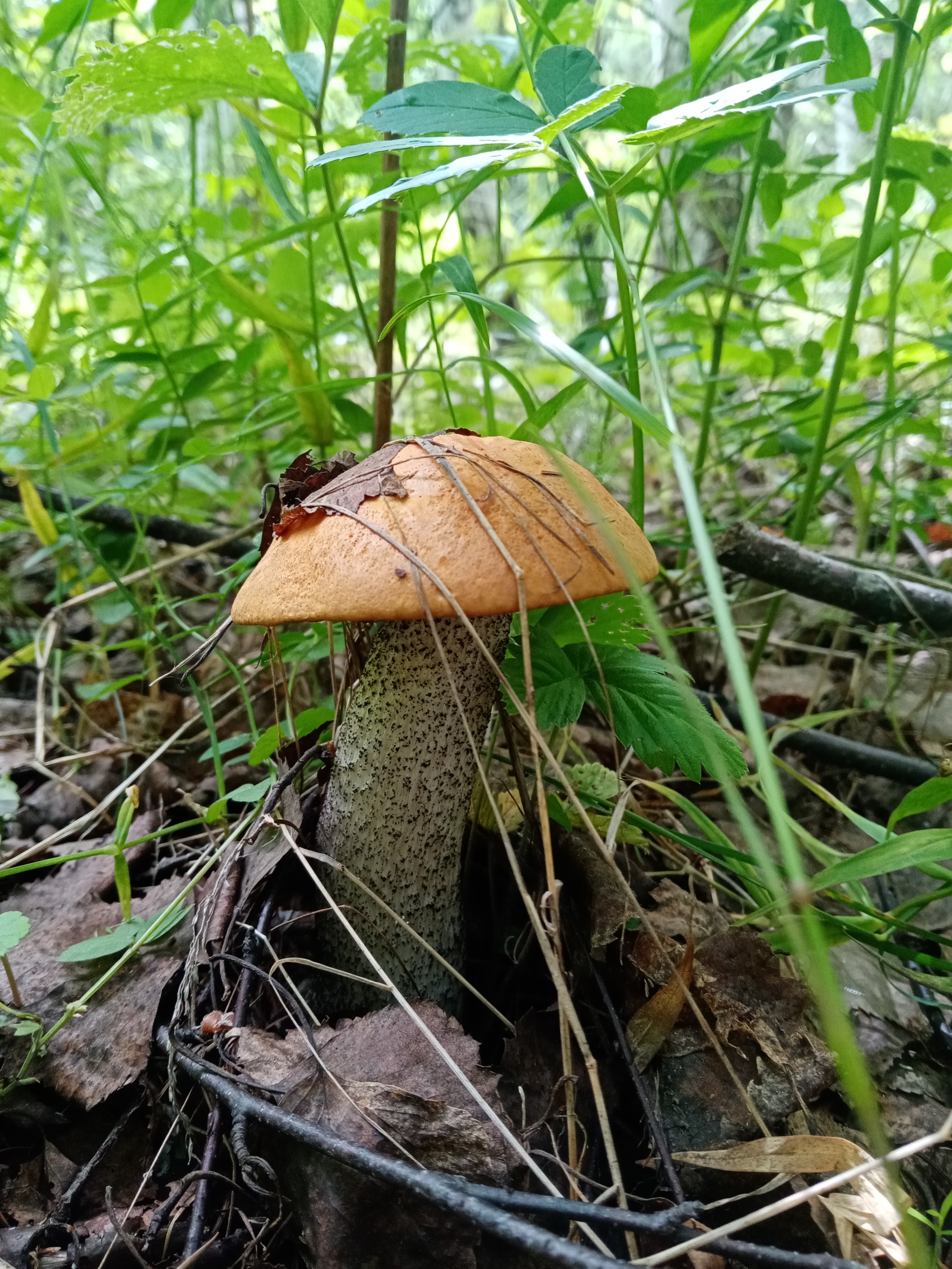 Hunt for Reds! - Silent hunt, Mushrooms, Longpost