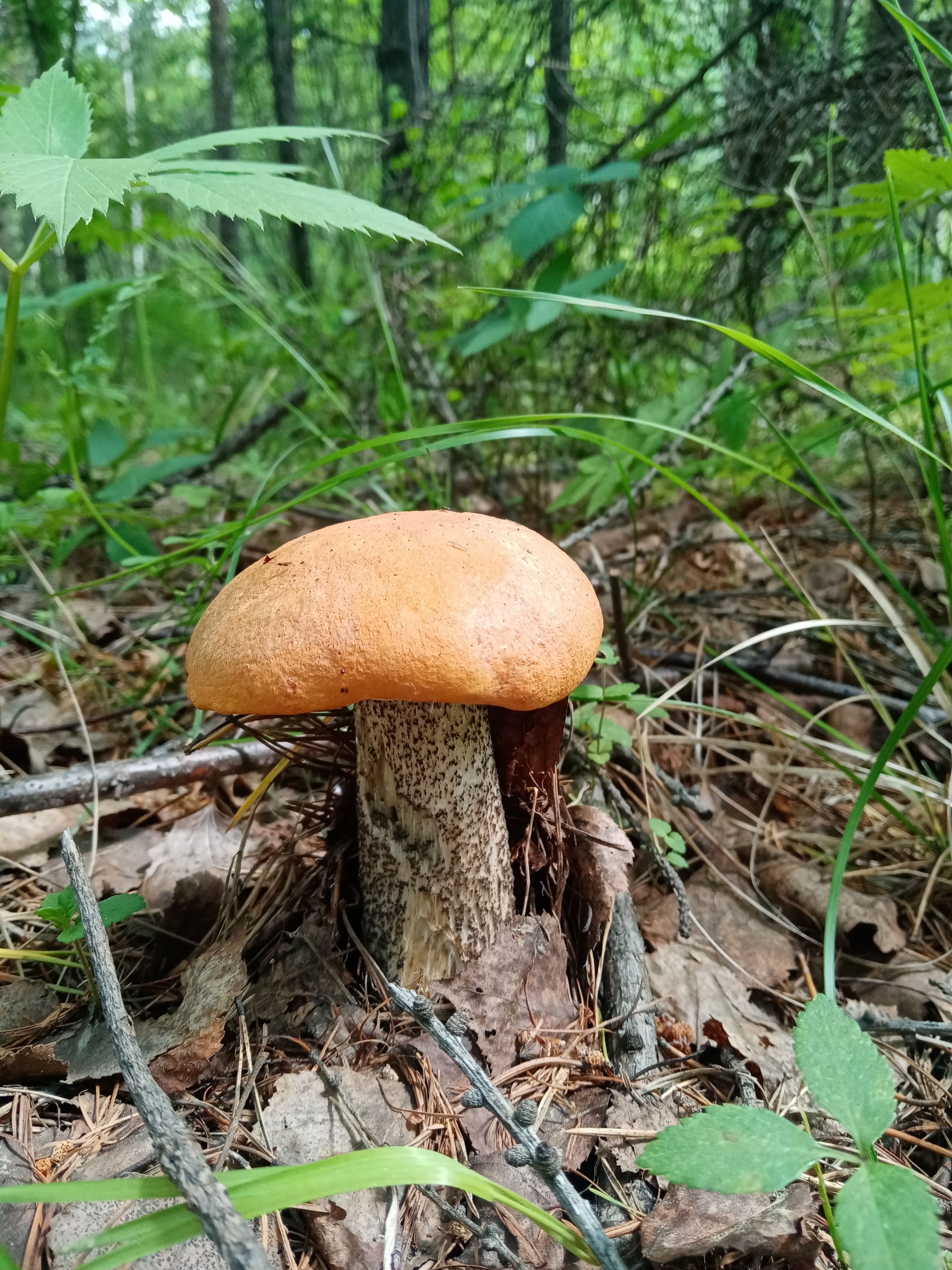 Hunt for Reds! - Silent hunt, Mushrooms, Longpost