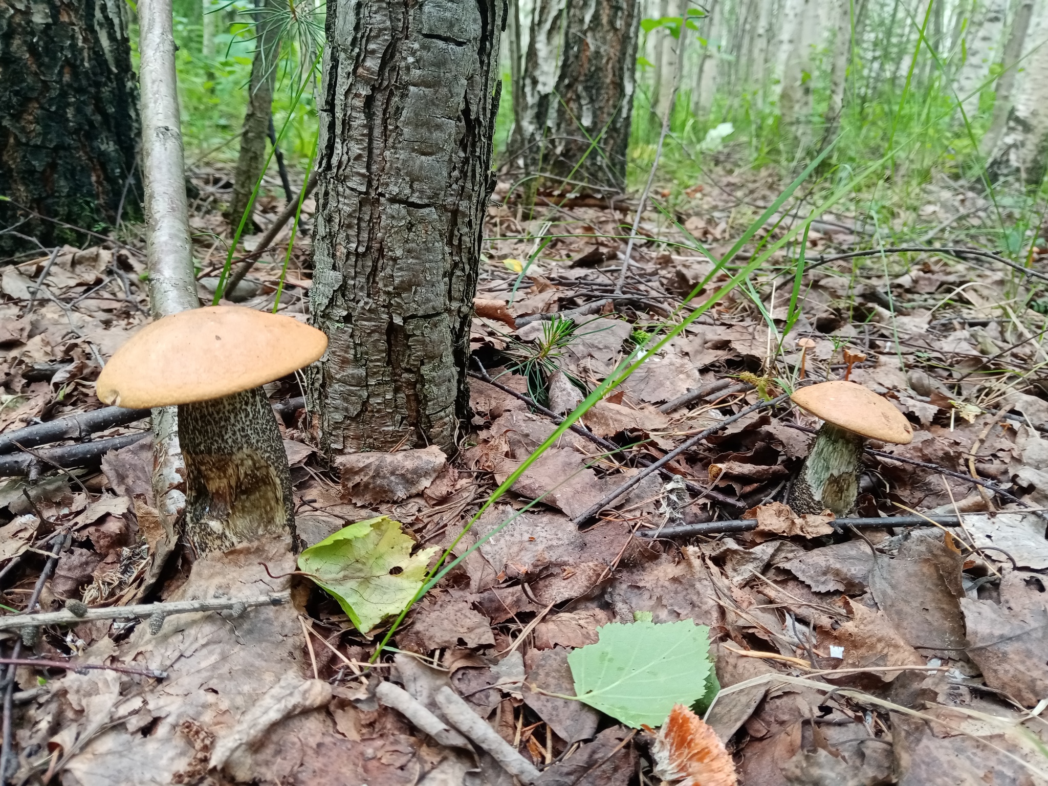 Hunt for Reds! - Silent hunt, Mushrooms, Longpost