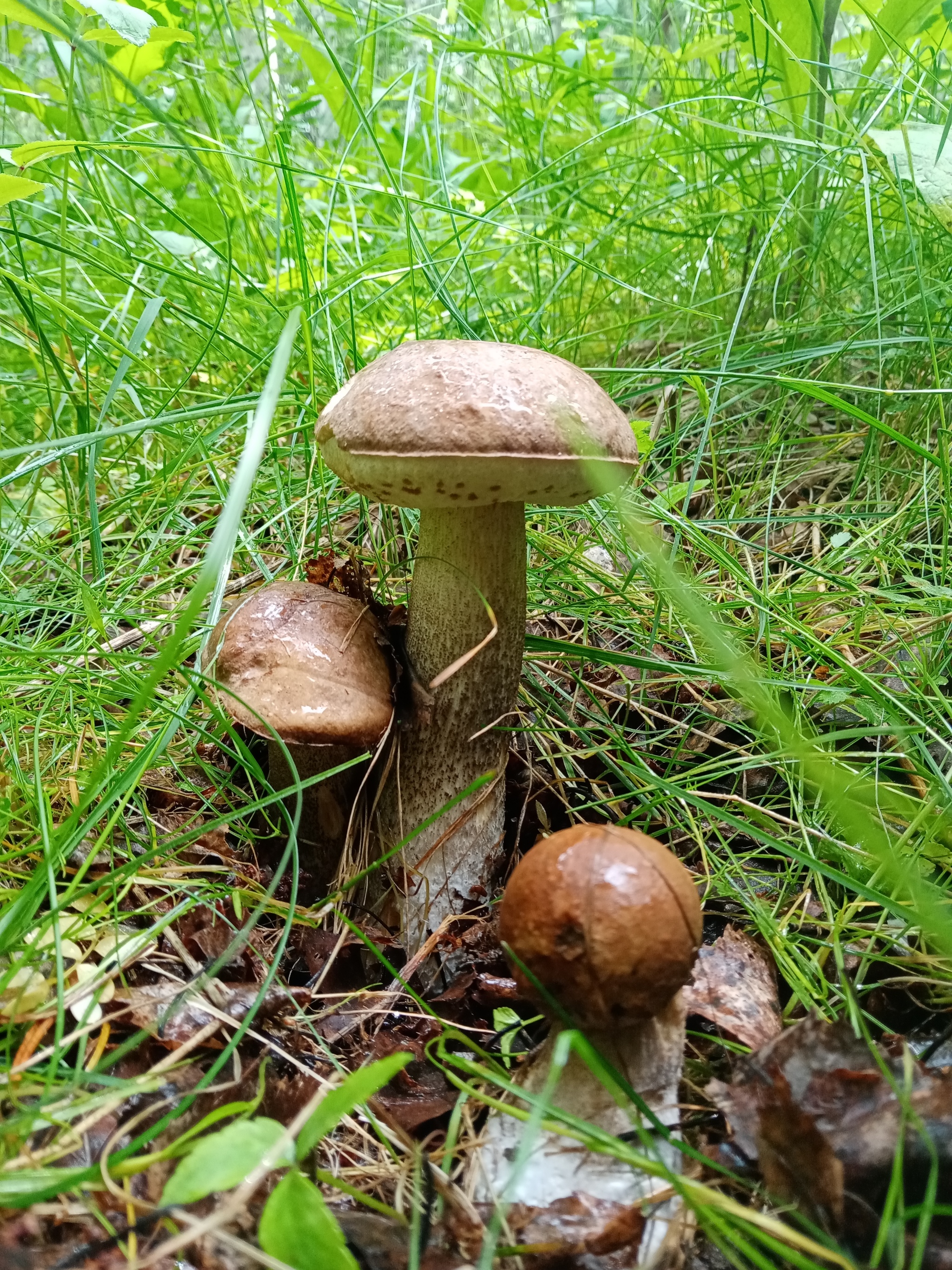 Hunt for Reds! - Silent hunt, Mushrooms, Longpost