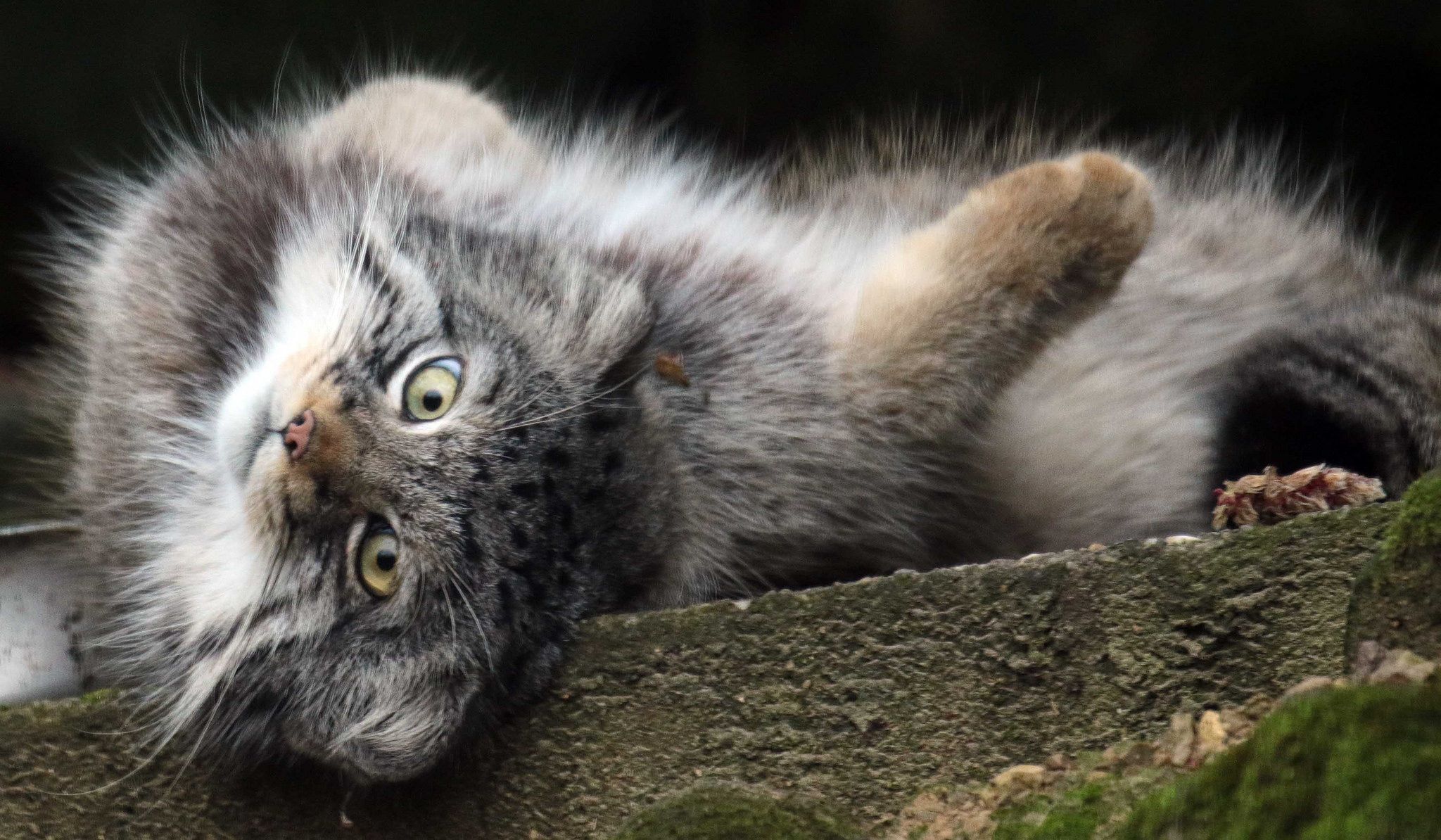 The cat is broken again! - Pallas' cat, Pet the cat, Small cats, Cat family, Predatory animals, Wild animals, Fluffy, Zoo, The photo