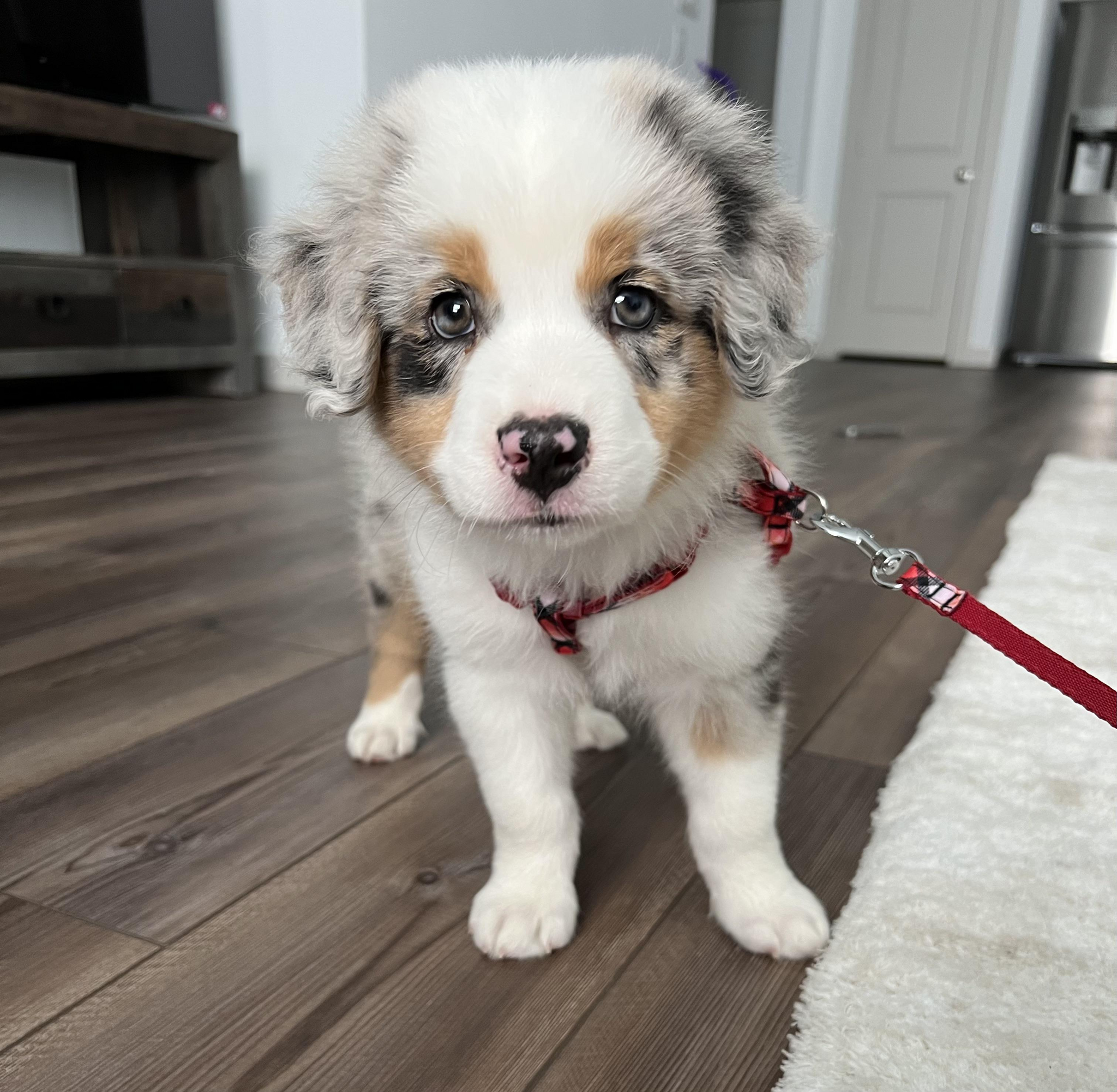 First day at home - Australian shepherd, Puppies, Dog, Eyes