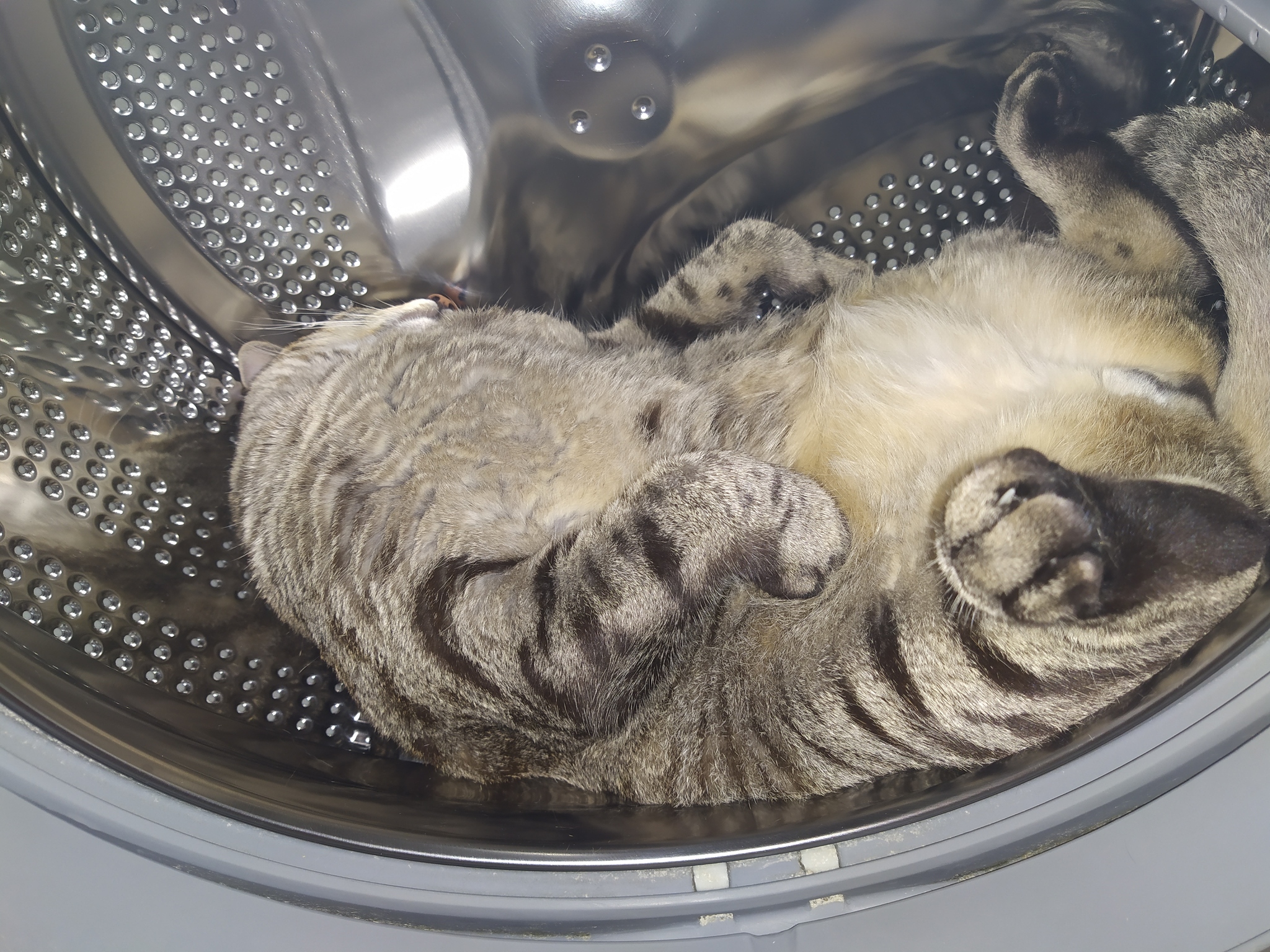 Кот в стиральной машине. Котик на машинке. Кот в стиральной машине фото. Cat washing