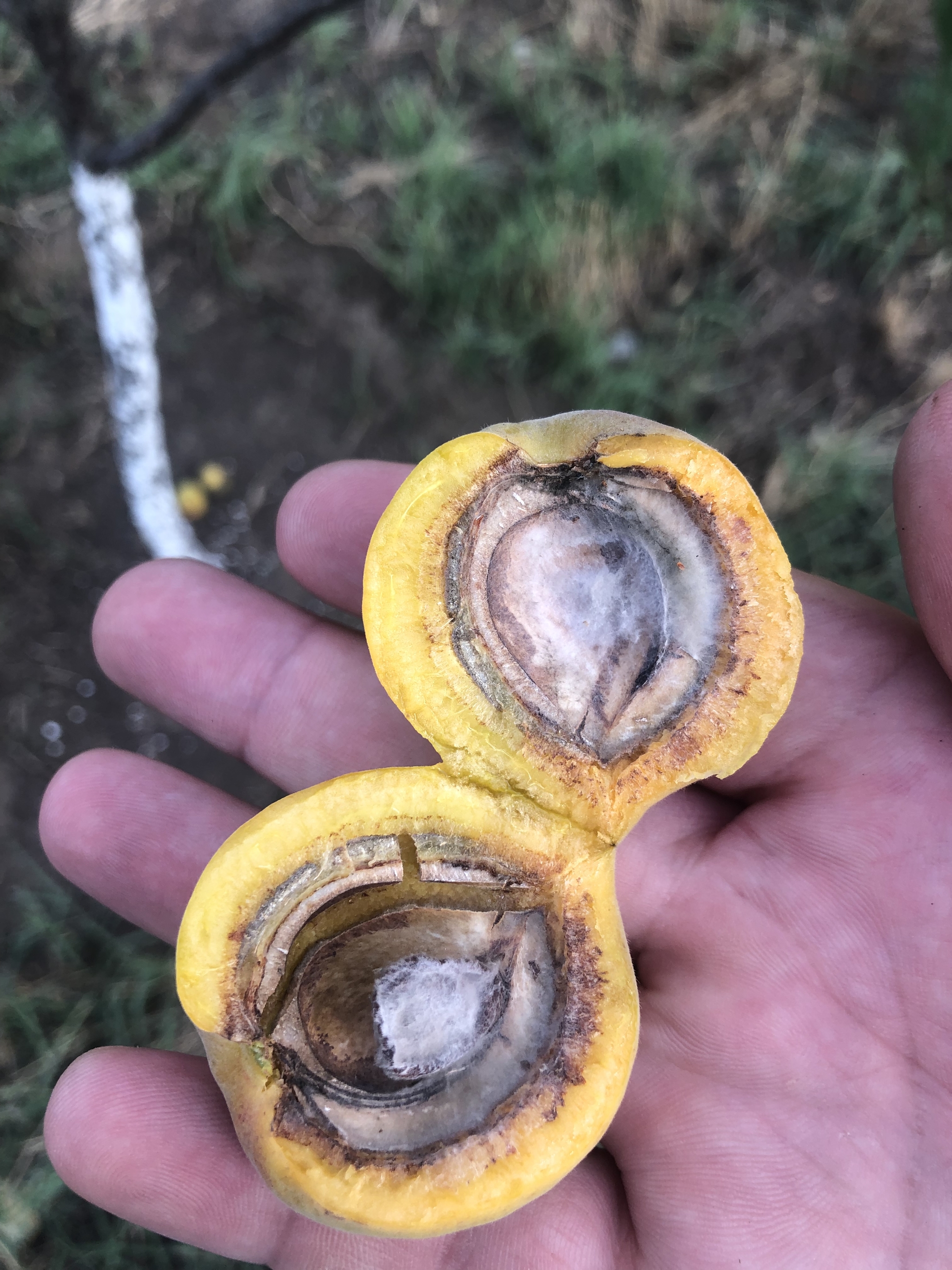 Something is killing the apricot fruit - My, Garden, Gardening, Сельское хозяйство, Apricot, Pests, Longpost