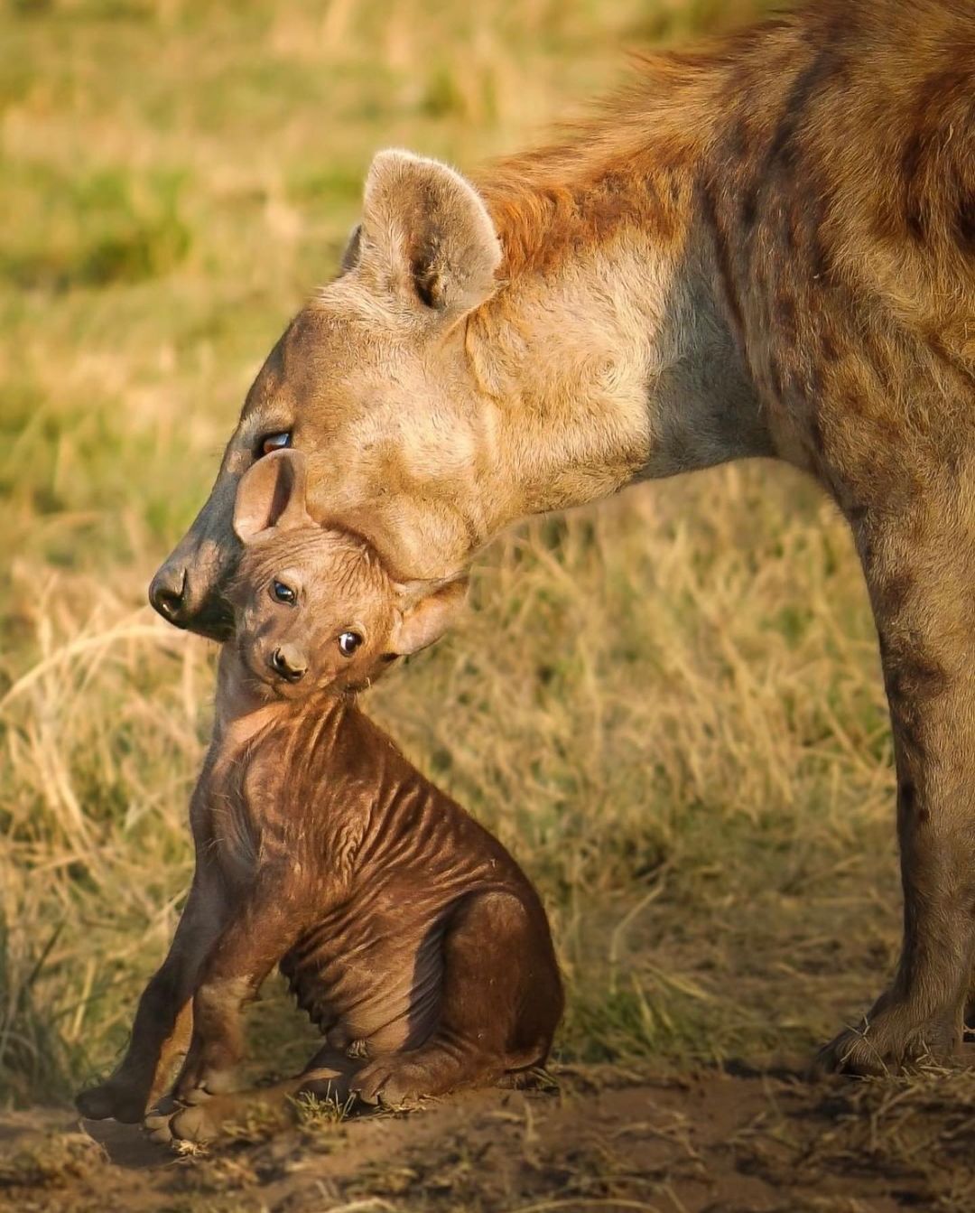 Mom, I'm already big, I'll go myself - Hyena, Spotted Hyena, Young, Predatory animals, Wild animals, wildlife, Africa, The photo