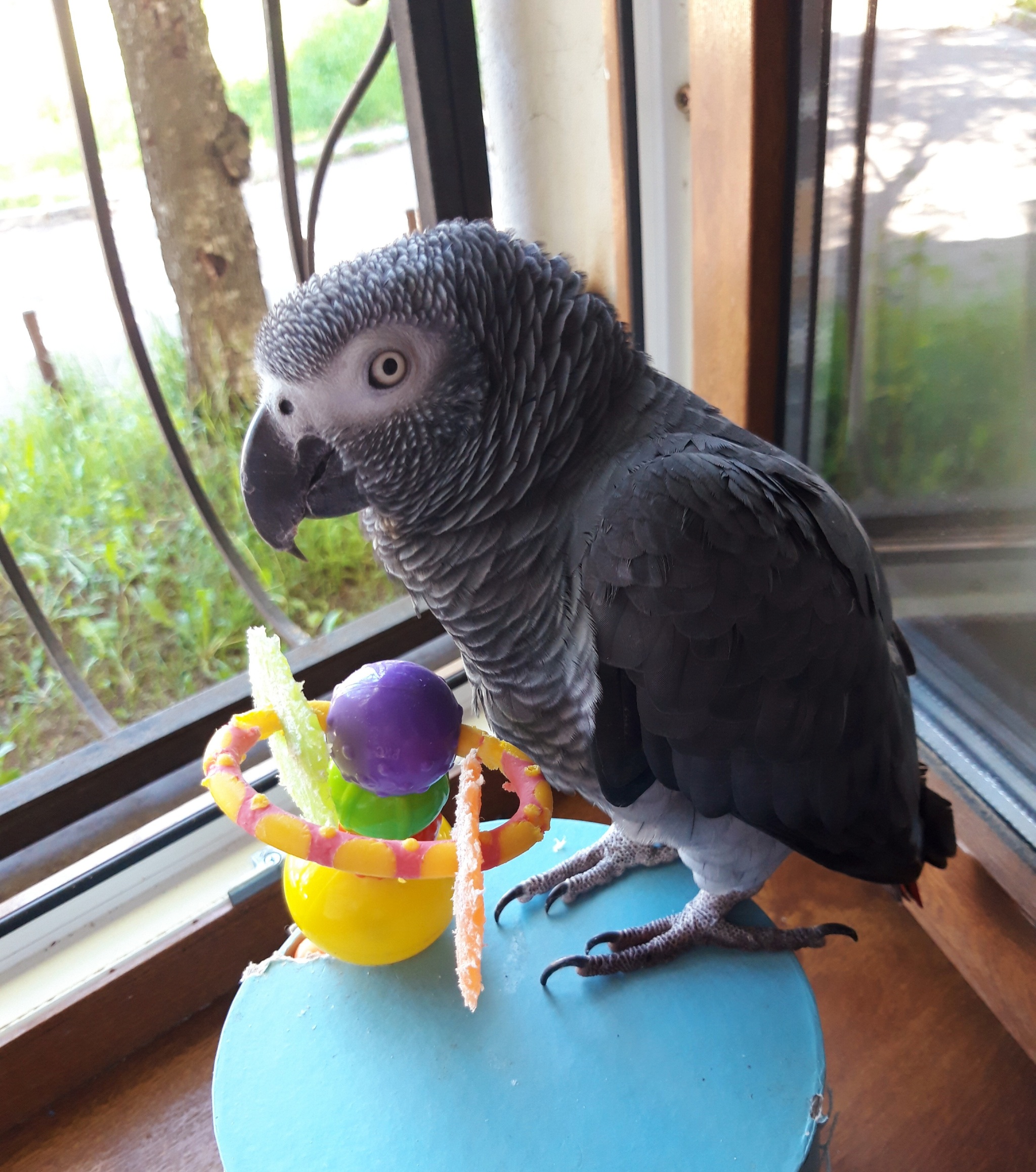 summer, walking - My, A parrot, Jaco, Pets, Birds