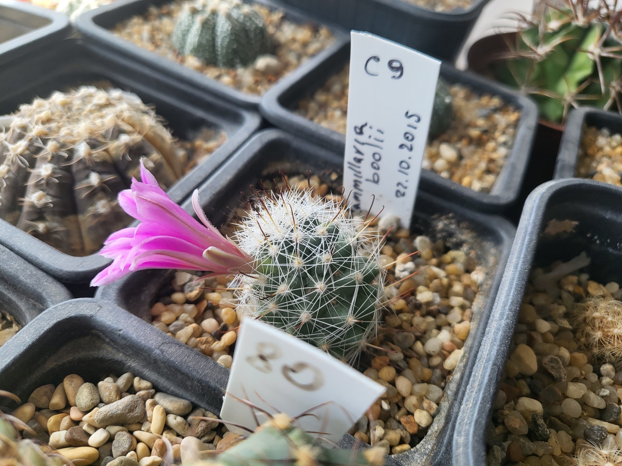 cactus bloomed - My, Cactus, Bloom