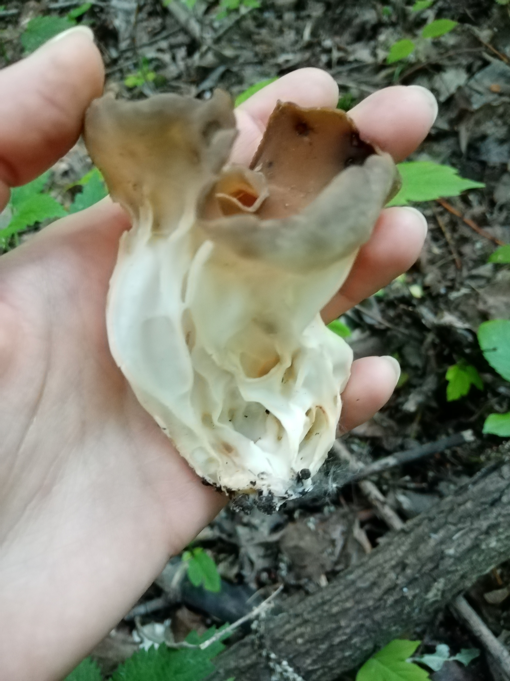 I don't know what it is - Mushrooms, Plants, Nature, Longpost, The photo