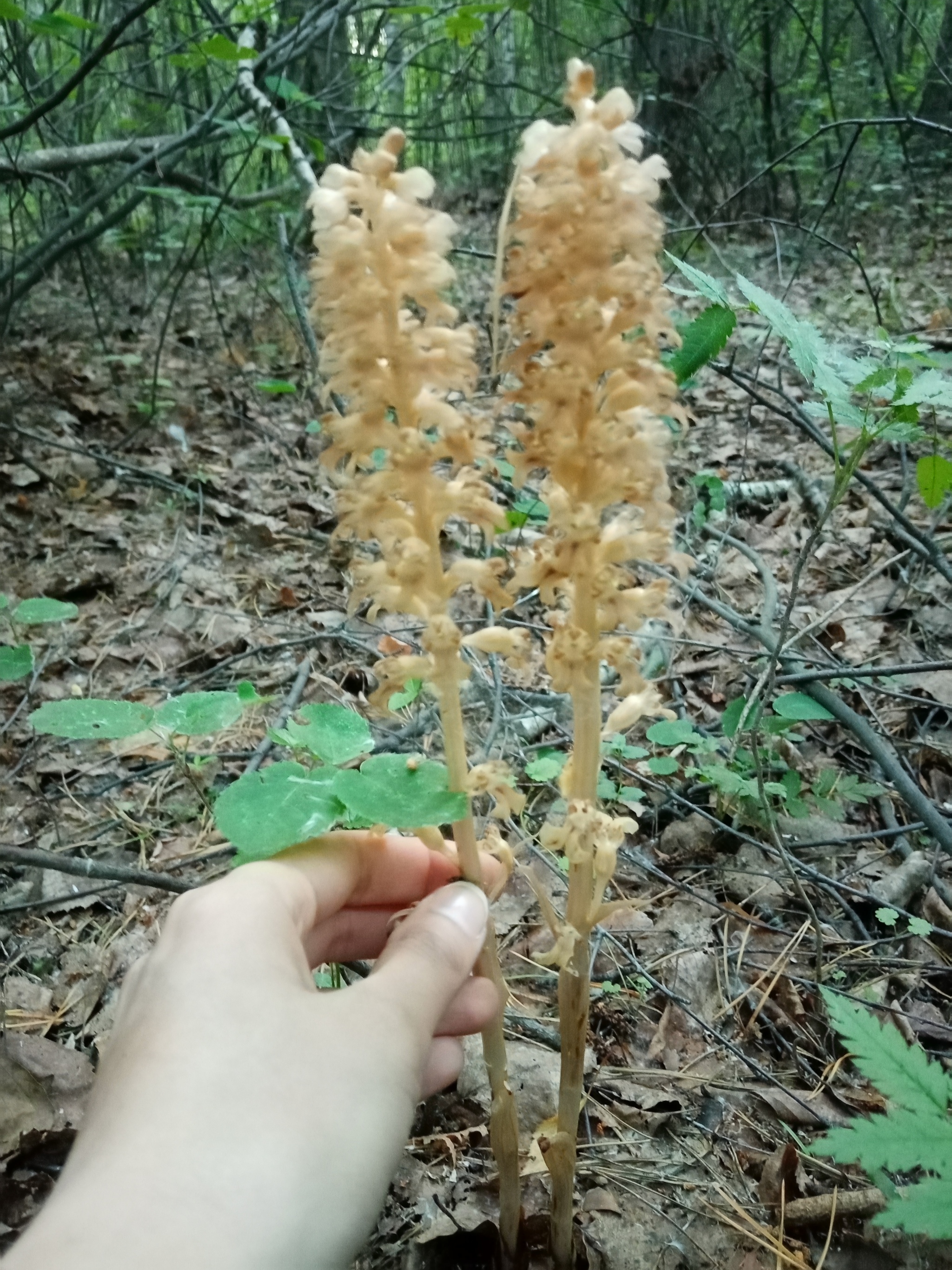 I don't know what it is - Mushrooms, Plants, Nature, Longpost, The photo