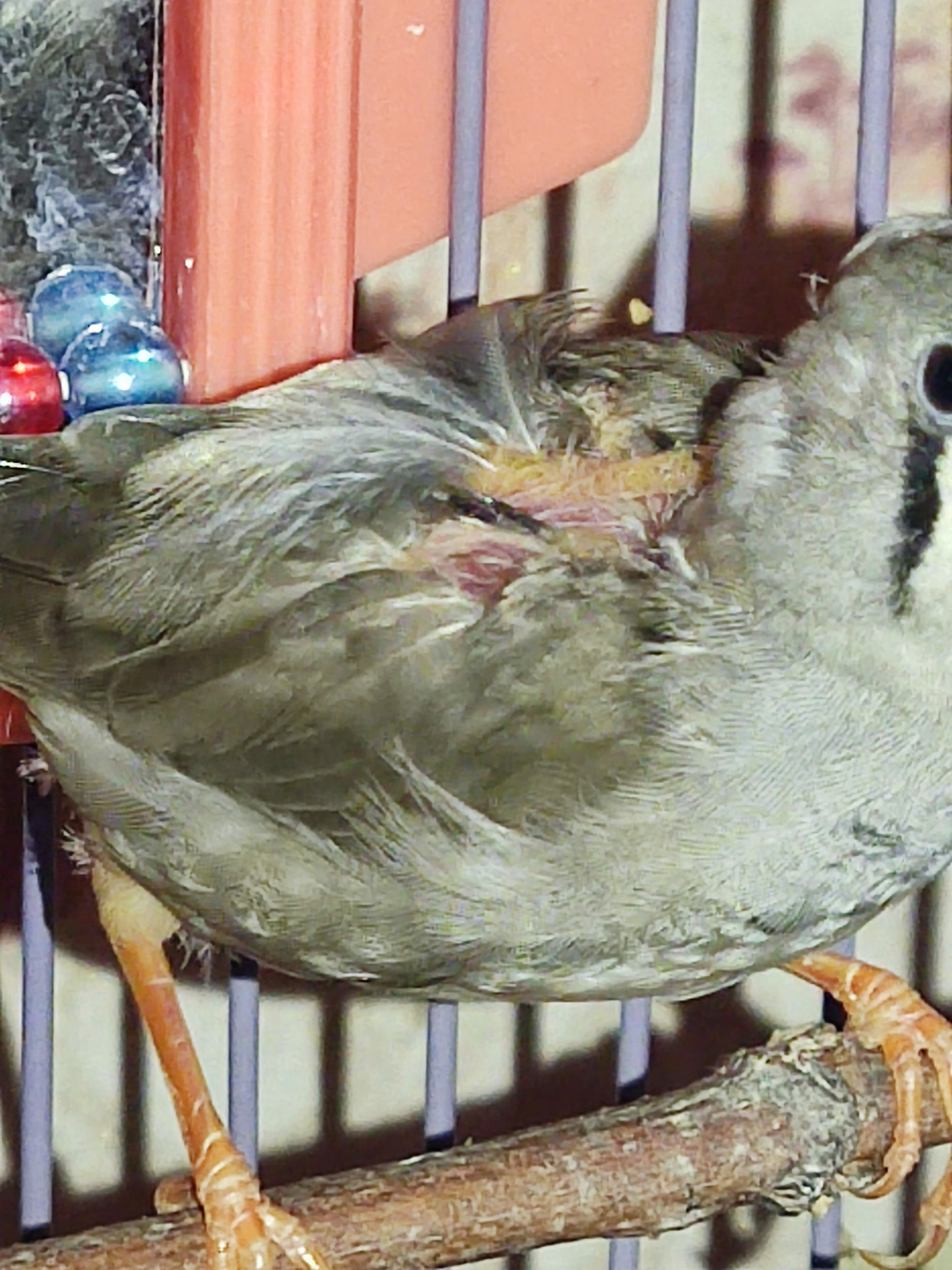 Help!!! - My, Amadines, Birds, Help, Help me find, Injury, Care and maintenance, Veterinary, Ornithology