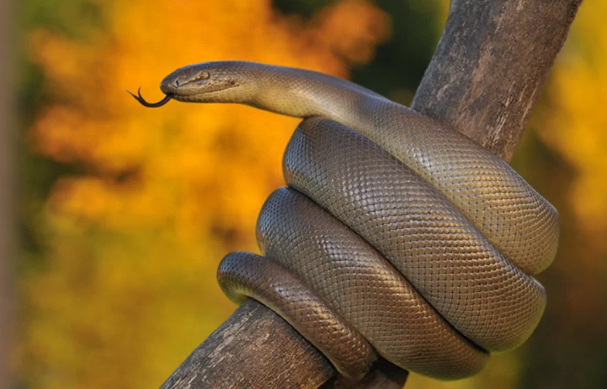 Rubber Snake: So peaceful that it cures snake phobia. - Snake, Animal book, Reptiles, Yandex Zen, Longpost