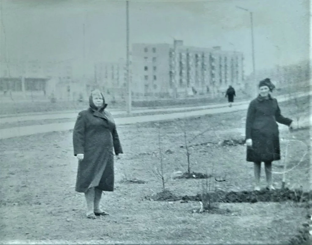 In our city, under Khrushchev, poplars were actively planted, now they are massively cut down. Telling you why - My, Story, Khrushchev, Stalin, the USSR, Poplar, Tree, Longpost