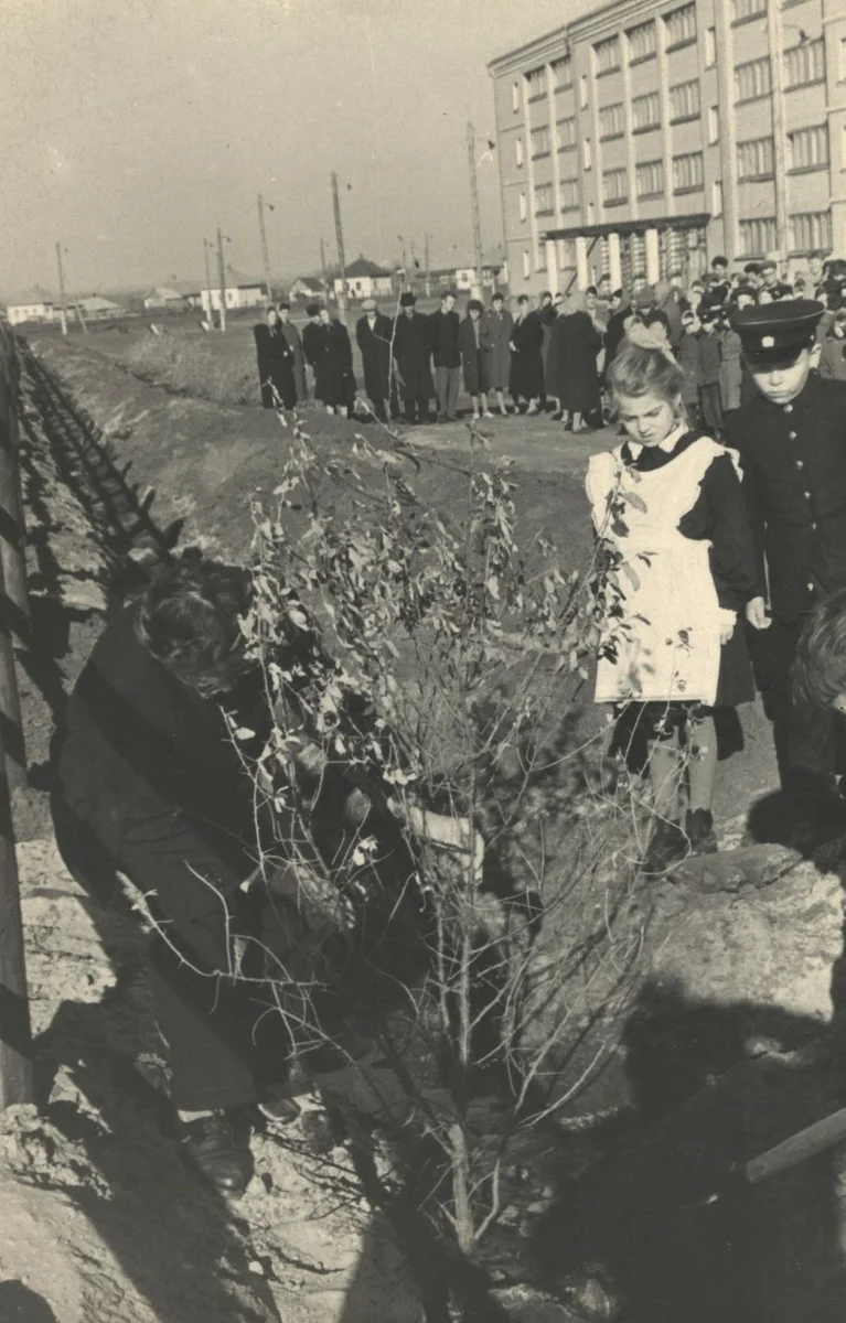 In our city, under Khrushchev, poplars were actively planted, now they are massively cut down. Telling you why - My, Story, Khrushchev, Stalin, the USSR, Poplar, Tree, Longpost