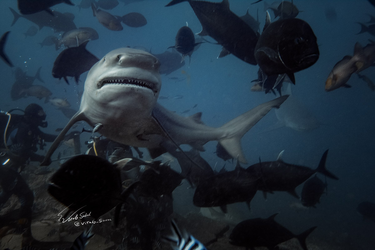 Shark just won't eat you - My, Shark, Diving, Fiji, Ocean, Underwater photography, Longpost