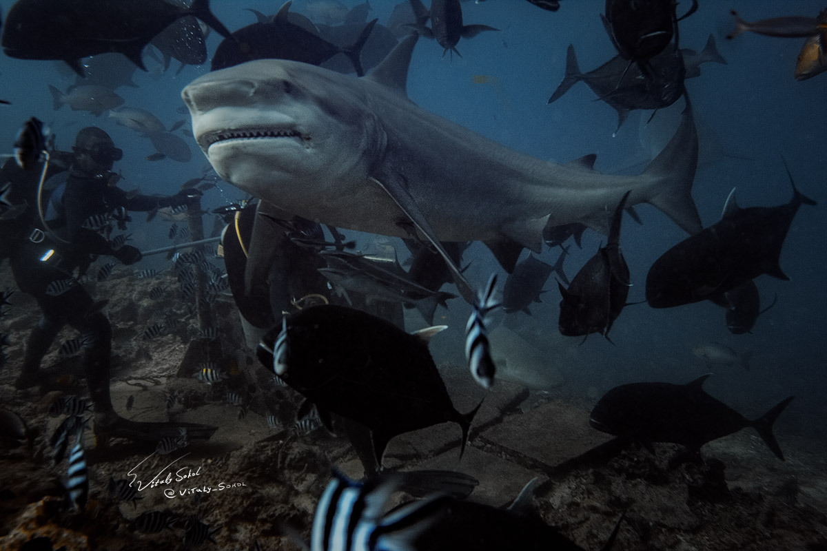 Shark just won't eat you - My, Shark, Diving, Fiji, Ocean, Underwater photography, Longpost