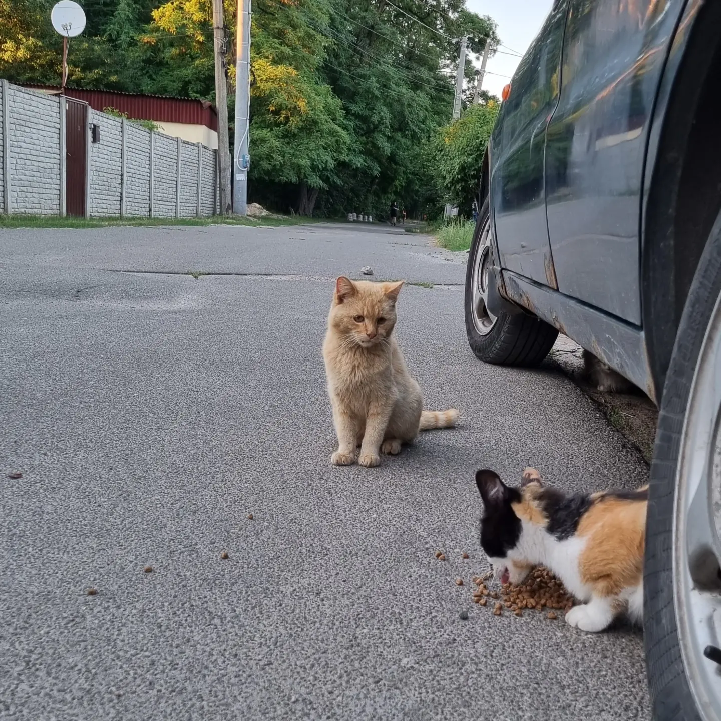 Sad cat - My, The photo, cat