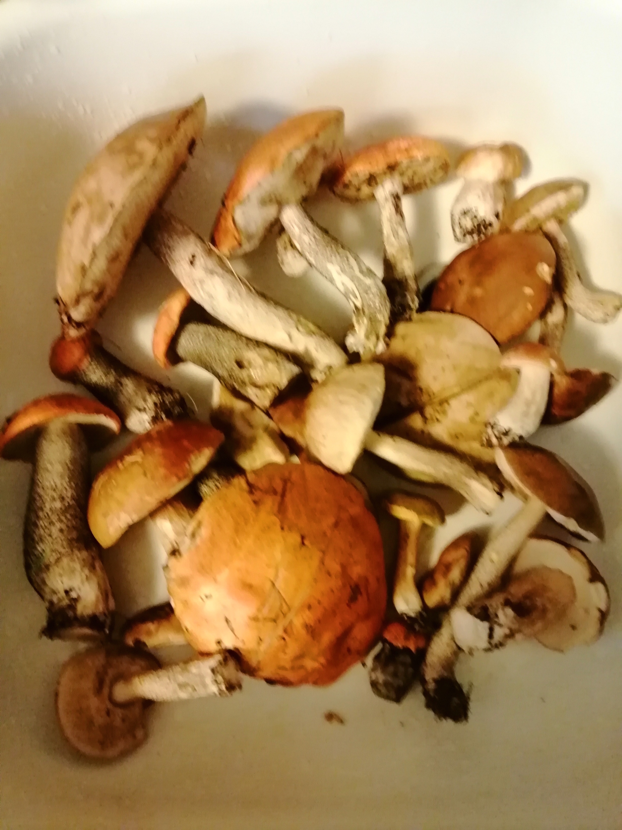 Walked in the morning - My, Forest, Mushrooms, Walk, Silent hunt, Longpost, Boletus, Boletus, Porcini, Sverdlovsk region