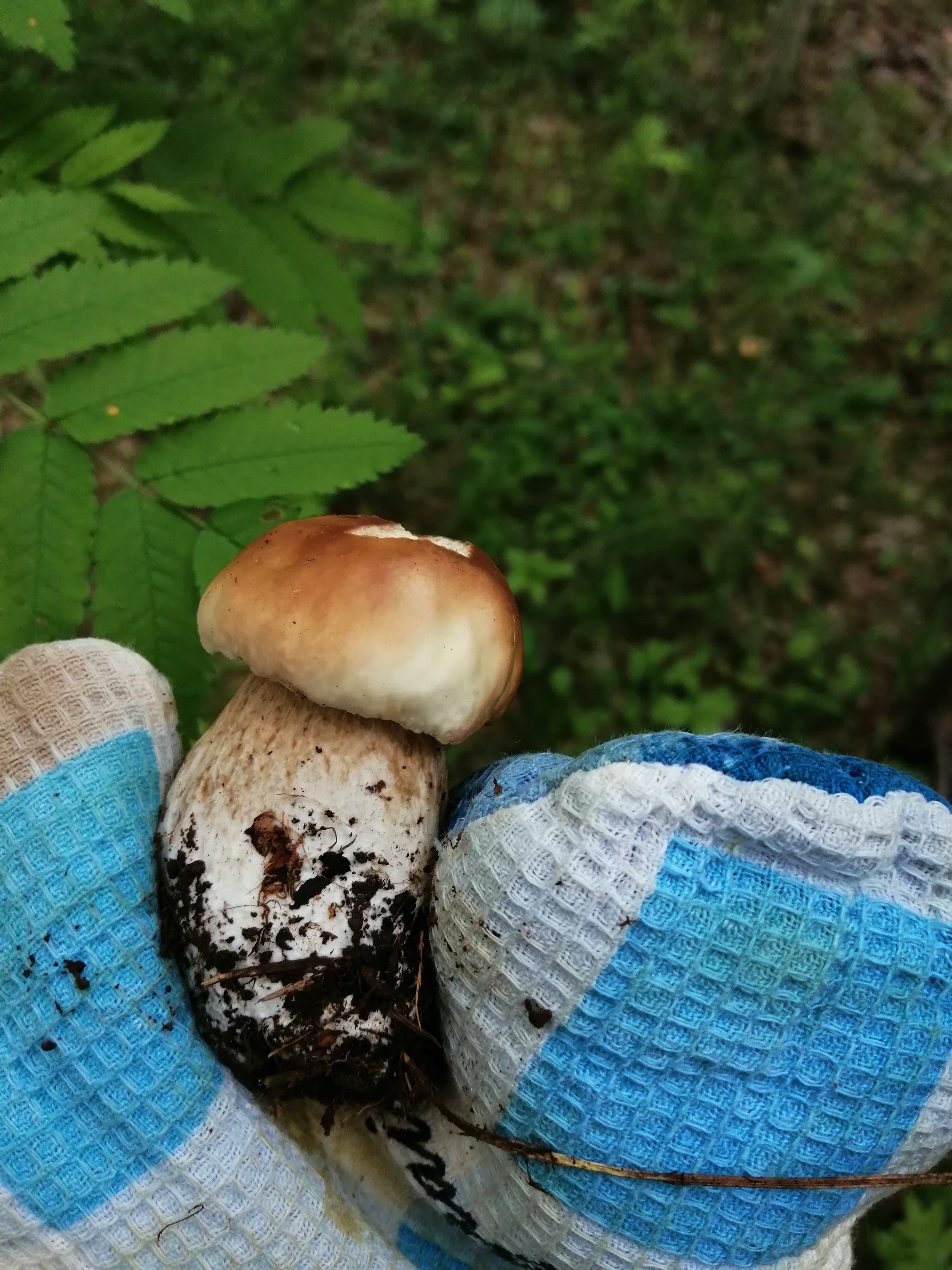 Walked in the morning - My, Forest, Mushrooms, Walk, Silent hunt, Longpost, Boletus, Boletus, Porcini, Sverdlovsk region