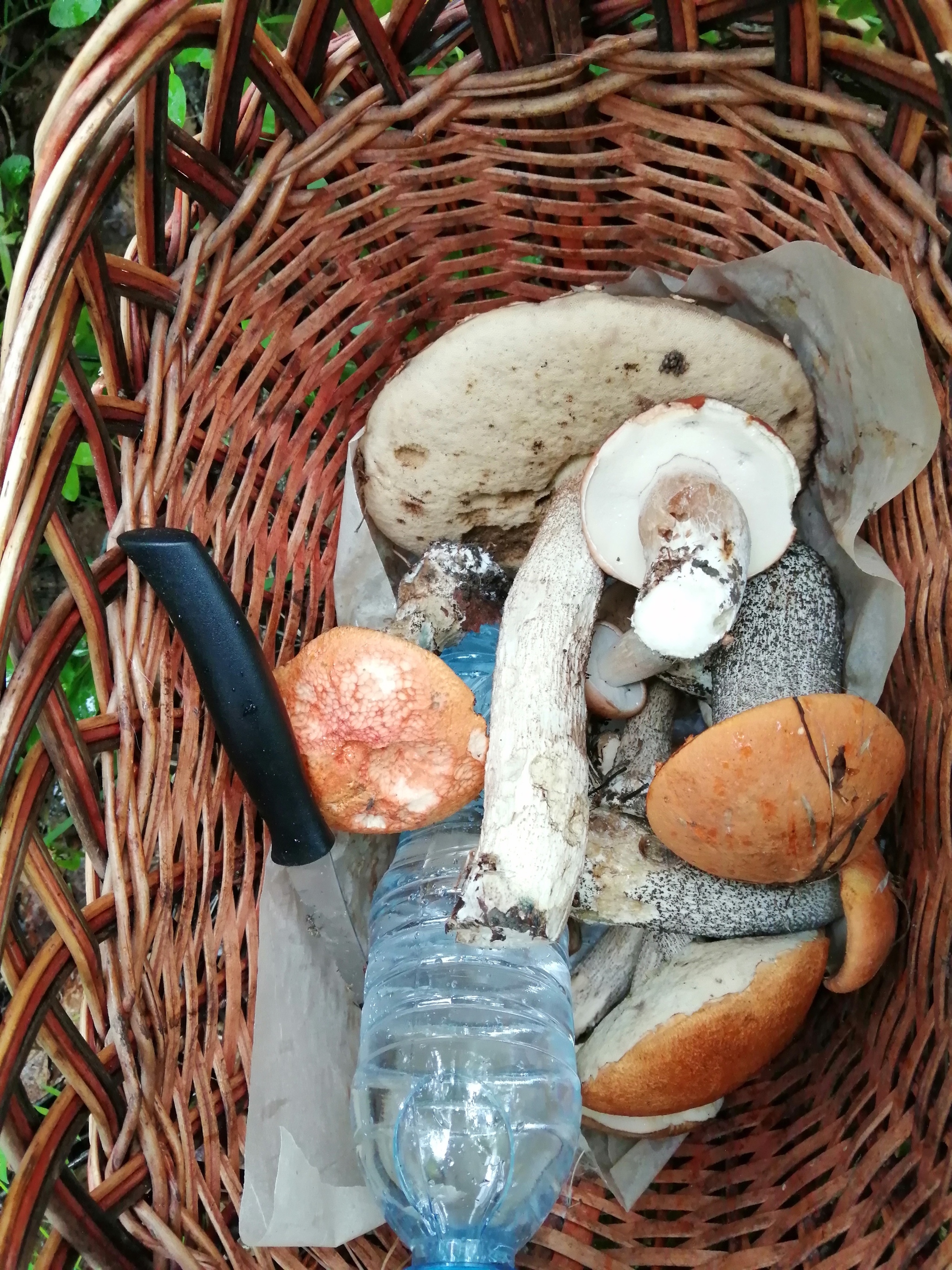 Walked in the morning - My, Forest, Mushrooms, Walk, Silent hunt, Longpost, Boletus, Boletus, Porcini, Sverdlovsk region