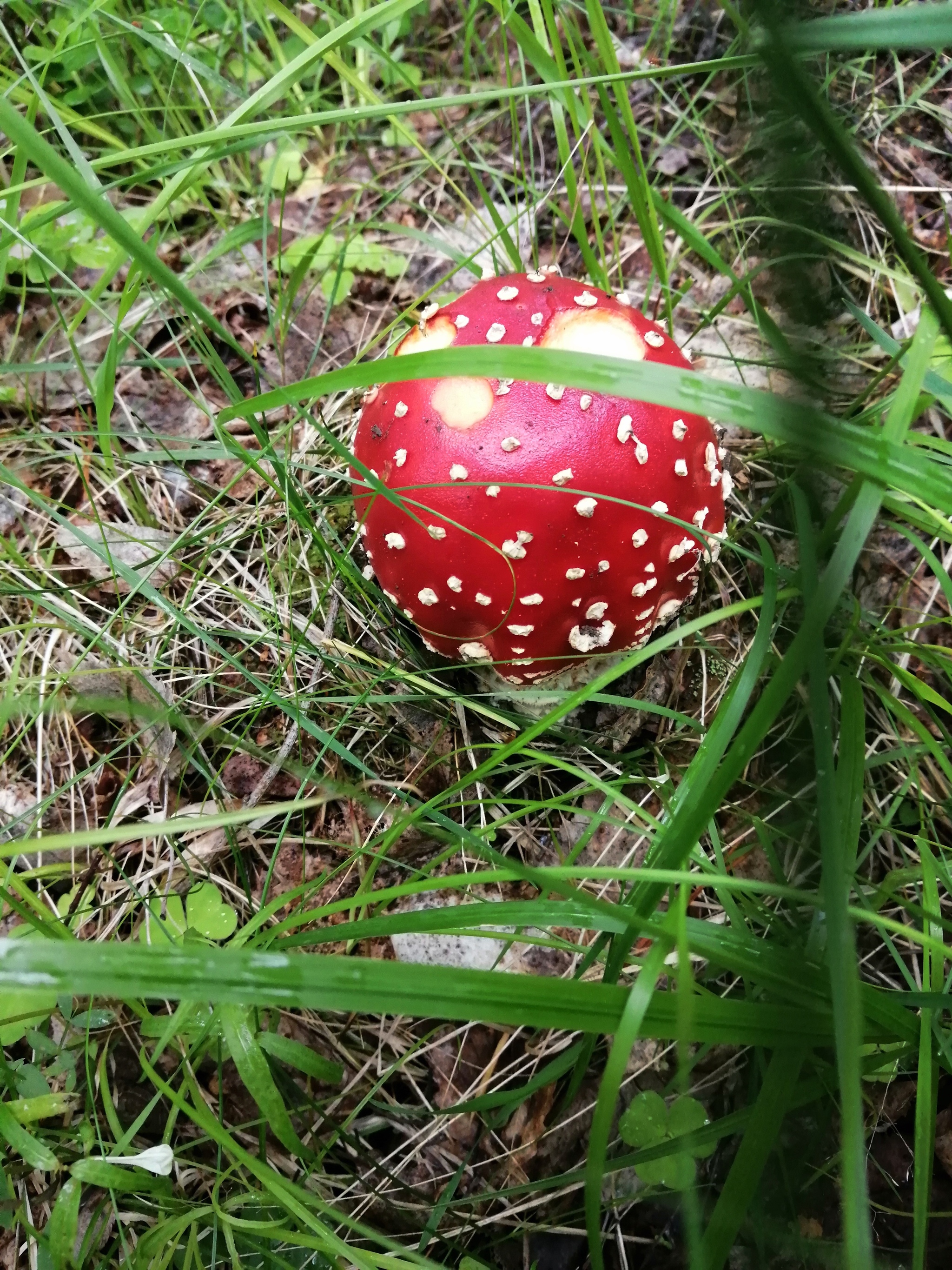 Walked in the morning - My, Forest, Mushrooms, Walk, Silent hunt, Longpost, Boletus, Boletus, Porcini, Sverdlovsk region