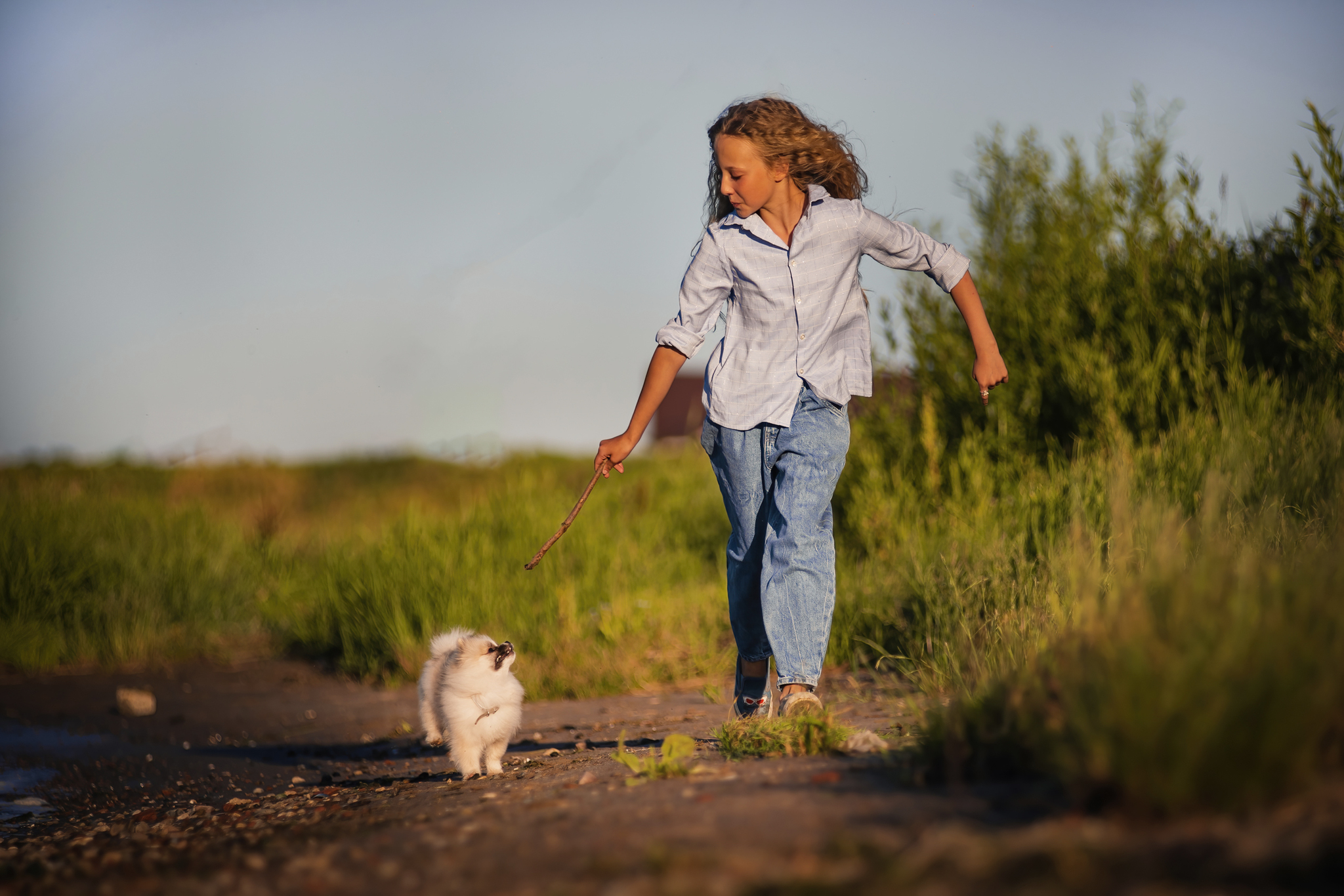 Volga sunsets)) - My, The photo, Pets, Dog, Volga river, Spitz, Sunset, Tutaev, Longpost