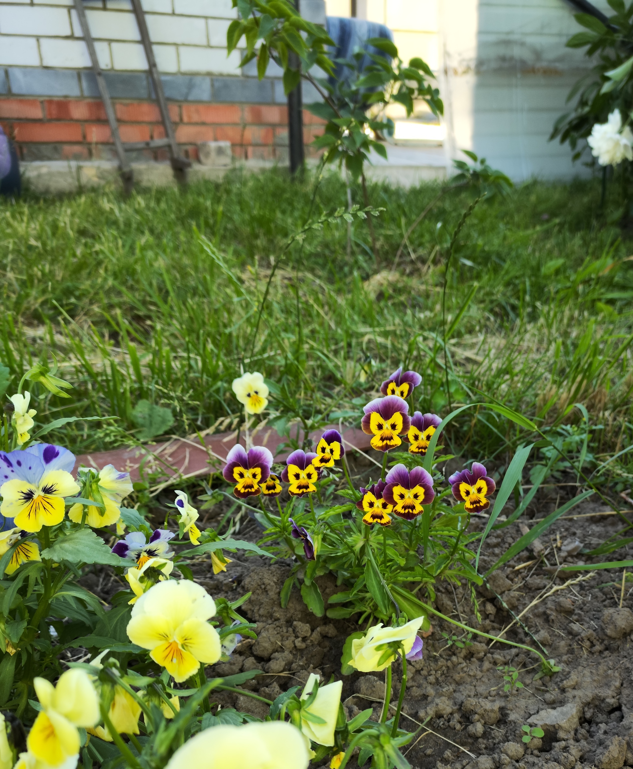 Flowers... - My, Flowers, Garden, The photo