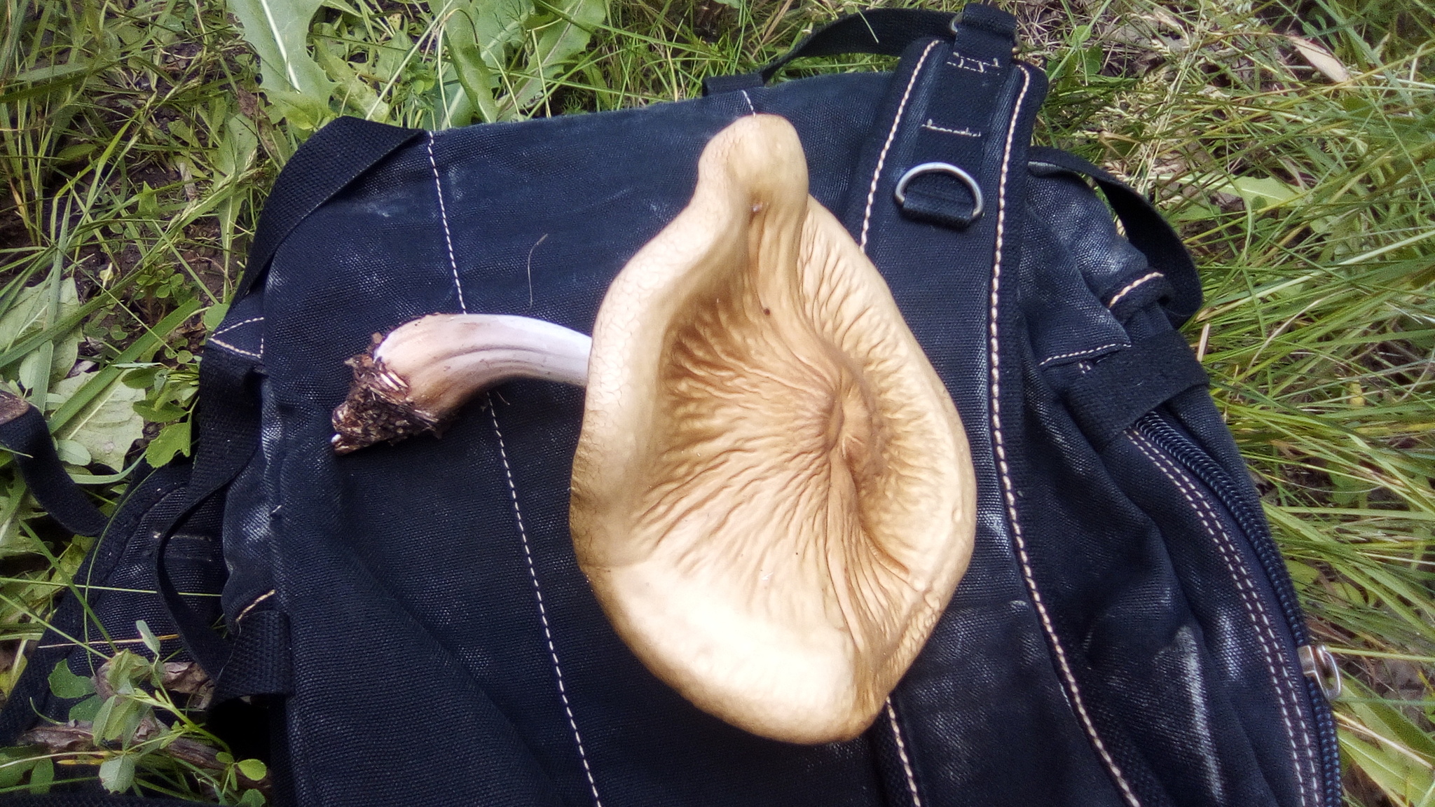 big mushroom - My, Nature, Mushrooms, Longpost