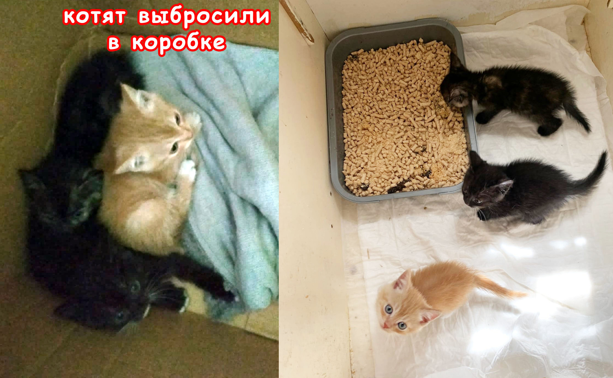 Спасённые котята хотят домой! Москва и МО - Моё, Котята, В добрые руки, Помощь животным, Спасение животных, Бездомные животные, Электроугли, Москва, Московская область, Рыжие, Трехцветная кошка, Кот, Без рейтинга, Длиннопост