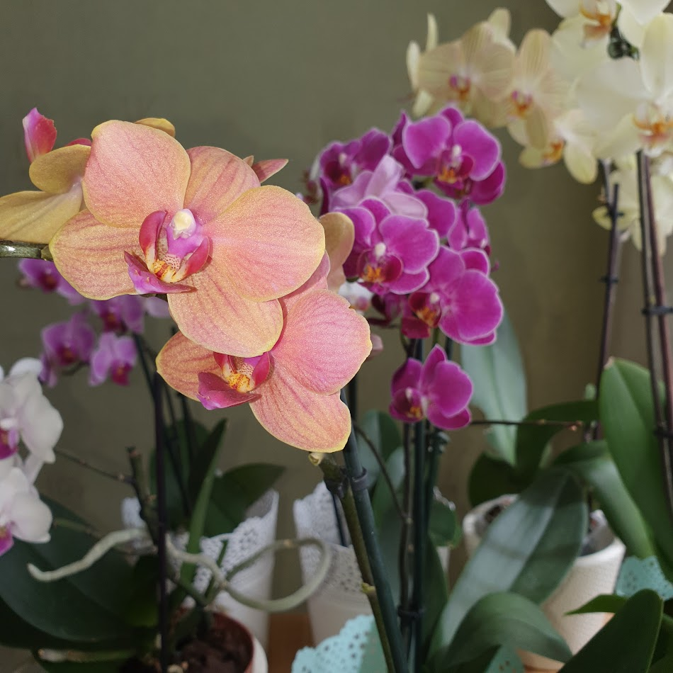 My orchids :) - My, Beginning photographer, The photo, Mobile photography, Flowers, Orchids, beauty, Longpost