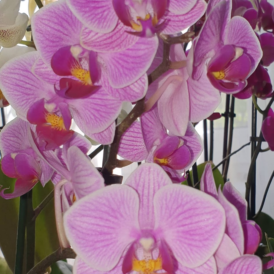 My orchids :) - My, Beginning photographer, The photo, Mobile photography, Flowers, Orchids, beauty, Longpost