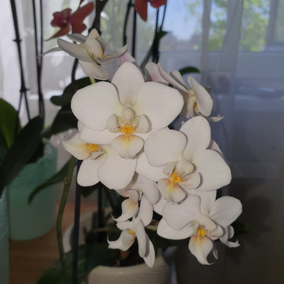 My orchids :) - My, Beginning photographer, The photo, Mobile photography, Flowers, Orchids, beauty, Longpost