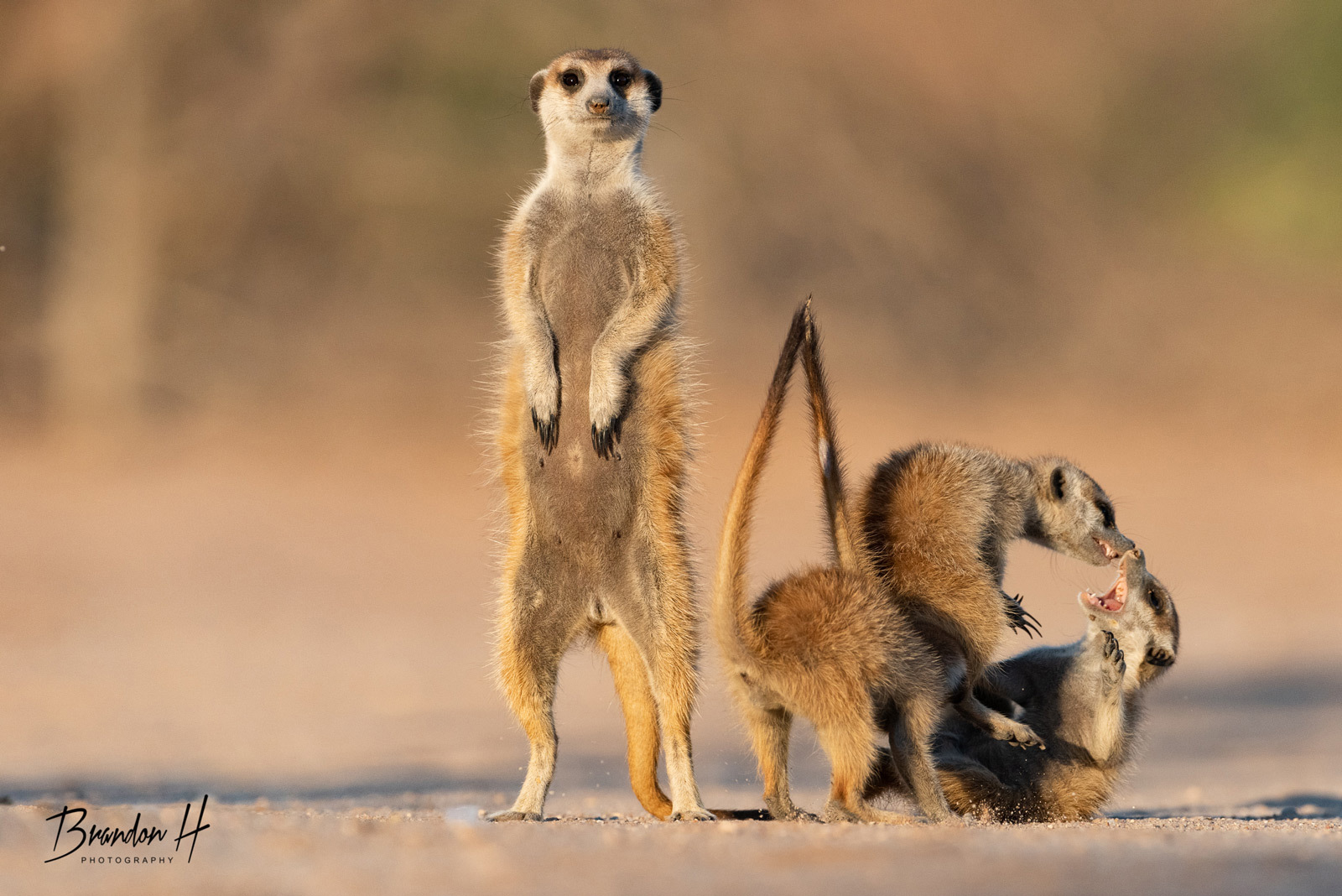 Just turn away, immediately shkodat - Meerkat, Predatory animals, Wild animals, wildlife, Reserves and sanctuaries, South Africa, The photo, Young, Female