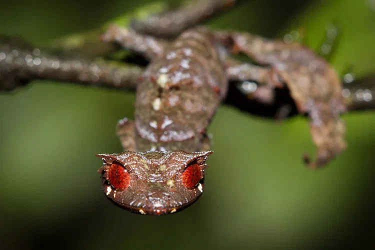 Satanic Gecko: No one sees him, but he watches everyone. - Gecko, Animal book, Yandex Zen, Longpost, Reptiles