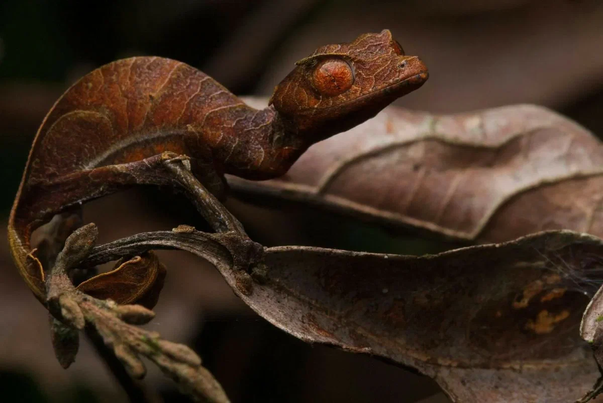 Satanic Gecko: No one sees him, but he watches everyone. - Gecko, Animal book, Yandex Zen, Longpost, Reptiles