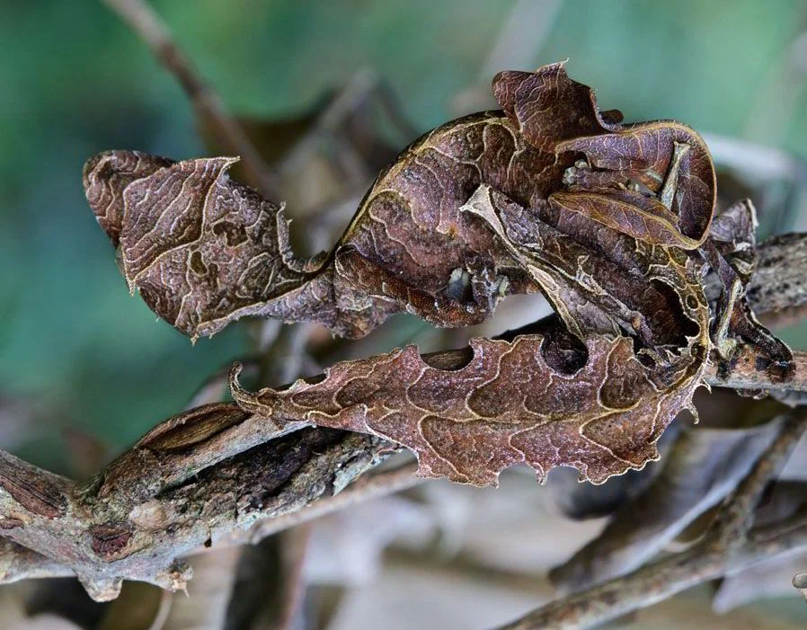 Satanic Gecko: No one sees him, but he watches everyone. - Gecko, Animal book, Yandex Zen, Longpost, Reptiles