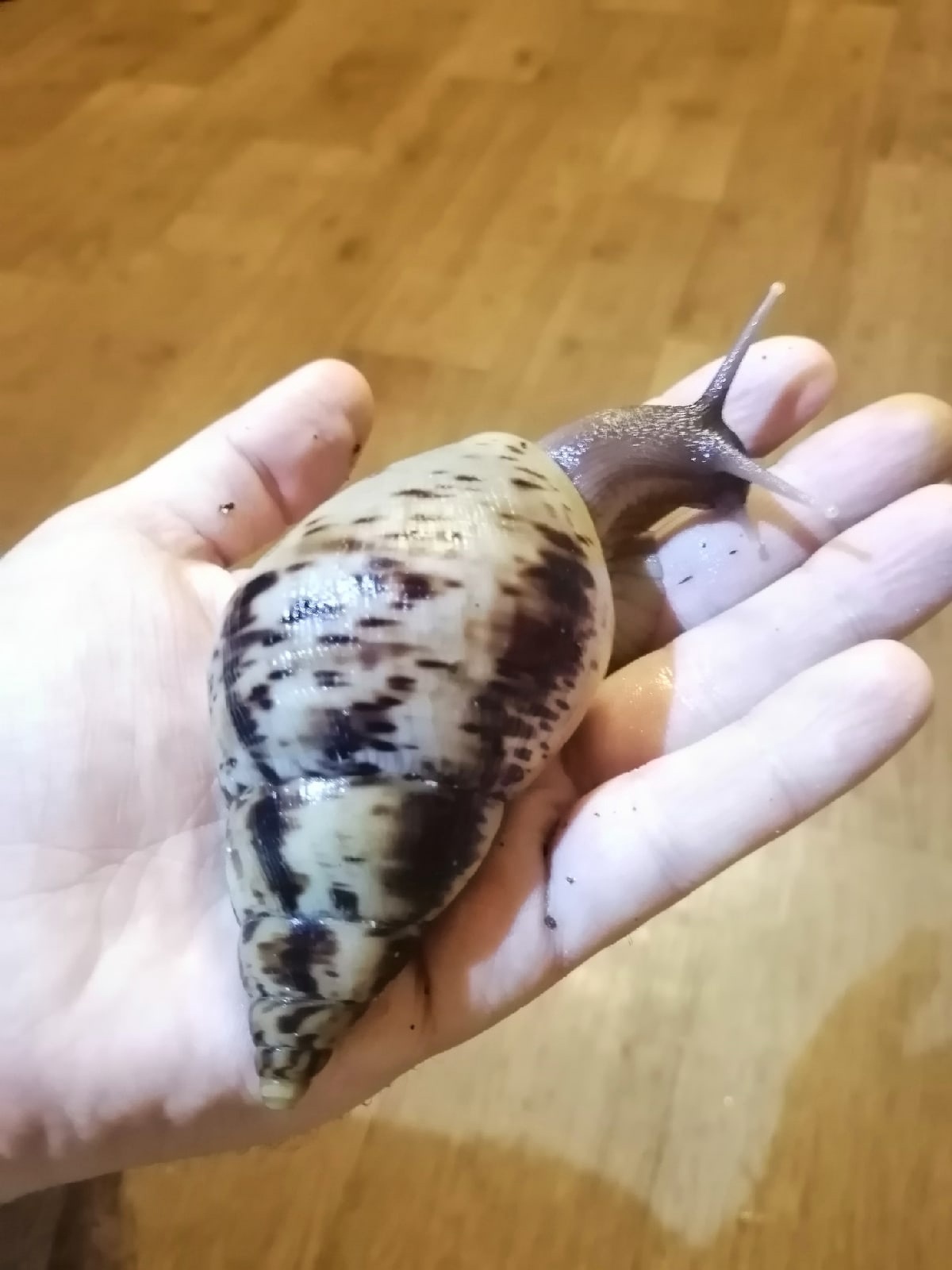 African snails. Content experience, the myth of unpretentiousness - My, Snail, African snails, Reticulata, Achatina, , Longpost