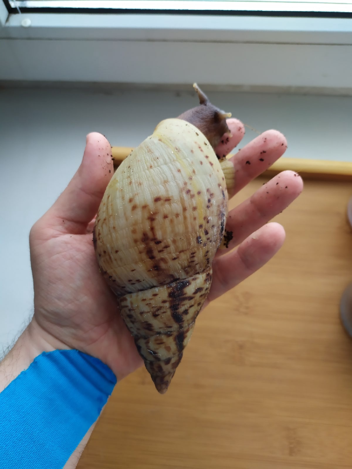 African snails. Content experience, the myth of unpretentiousness - My, Snail, African snails, Reticulata, Achatina, , Longpost