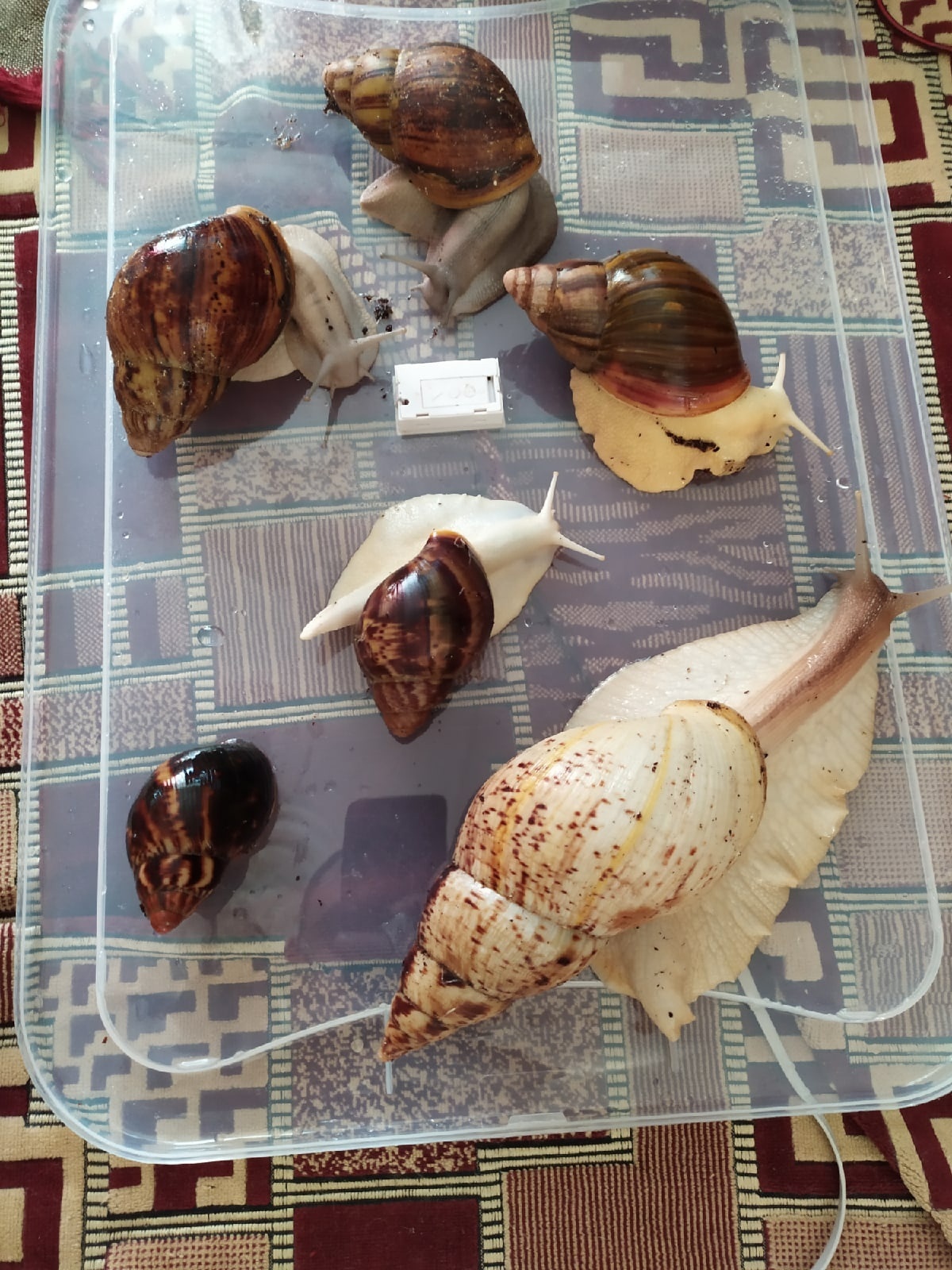 African snails. Content experience, the myth of unpretentiousness - My, Snail, African snails, Reticulata, Achatina, , Longpost