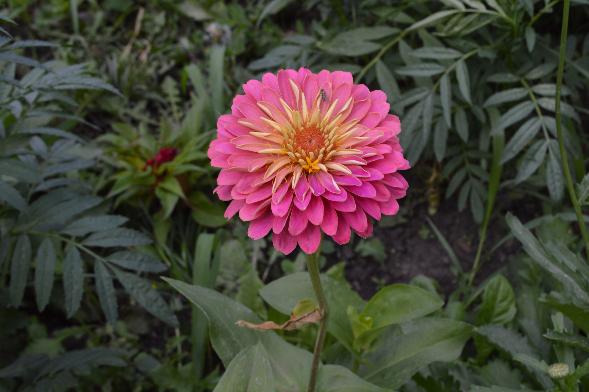 Flower with three different lenses - My, Nikon, I want criticism, Industar, Flowers, Nikkor, Nikon d3200, Comparison, Longpost