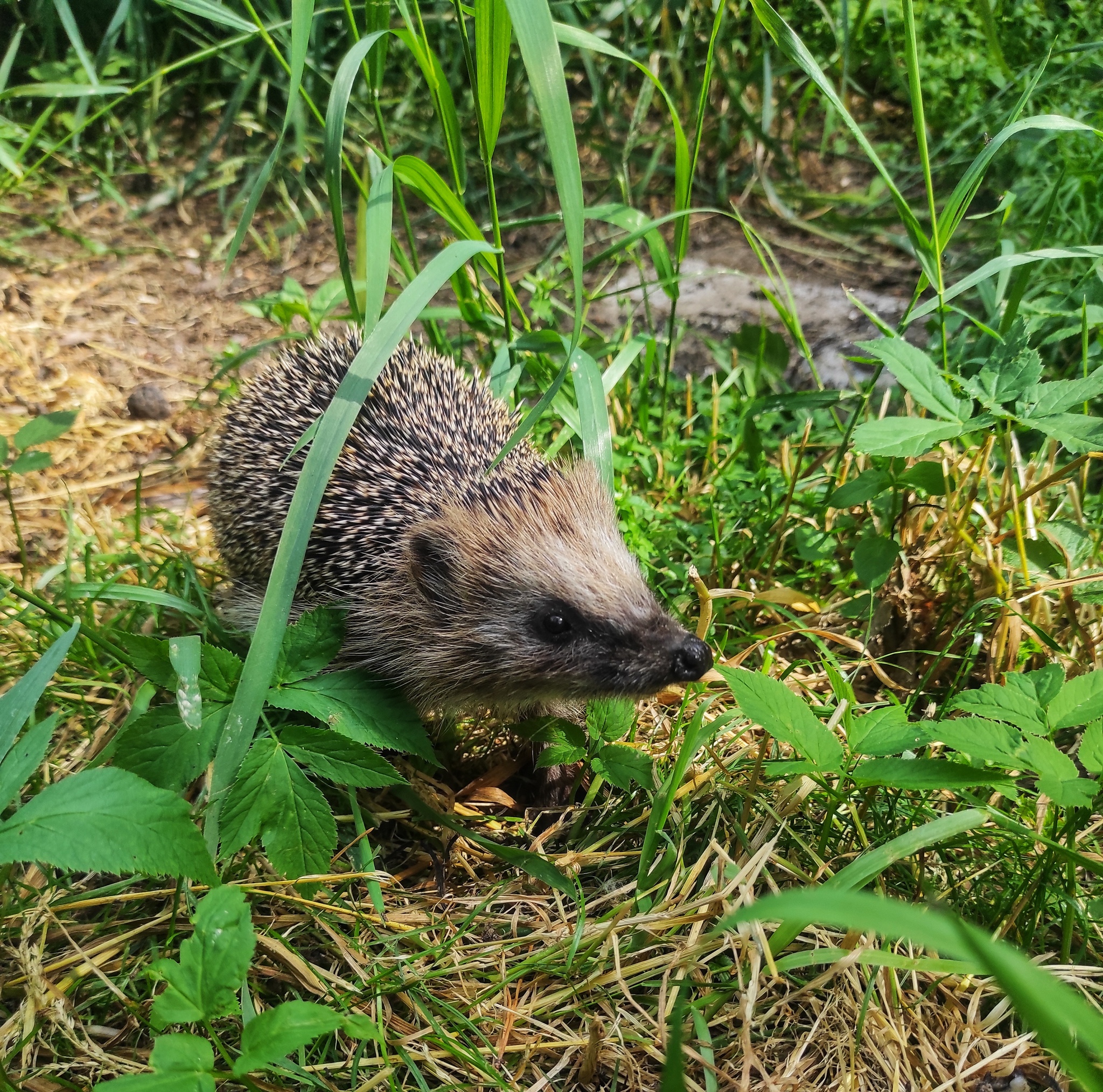 Came out of the fog - My, Hedgehog, Mobile photography