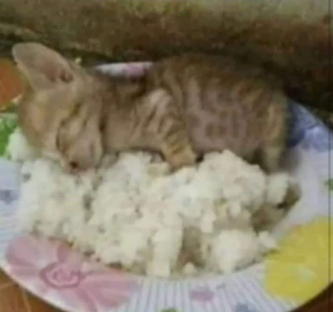 When you love rice - Rice, cat