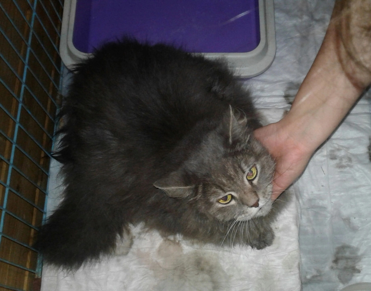 Phoenix Rescue Story - Help, Chelyabinsk, Longpost, cat, Animal shelter, Animal Rescue, Treatment