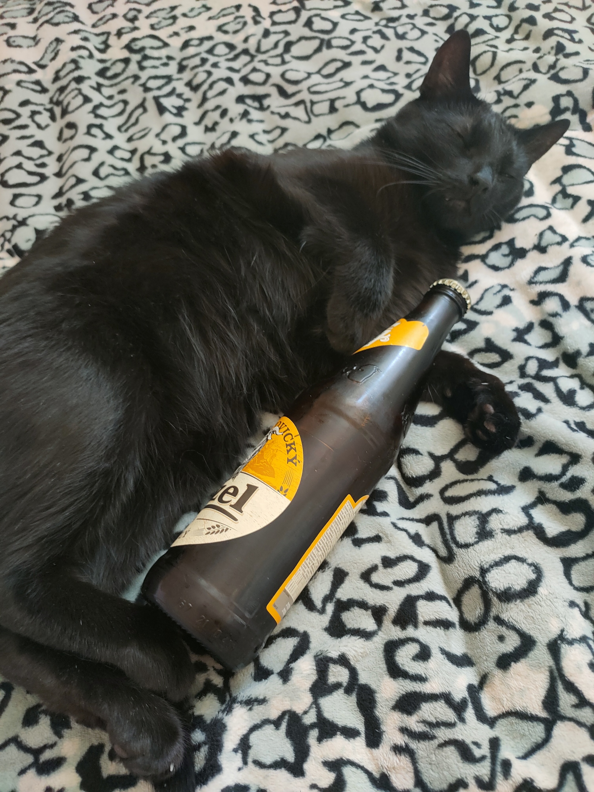 When +30 outside - My, cat, Heat, Beer, Cooling