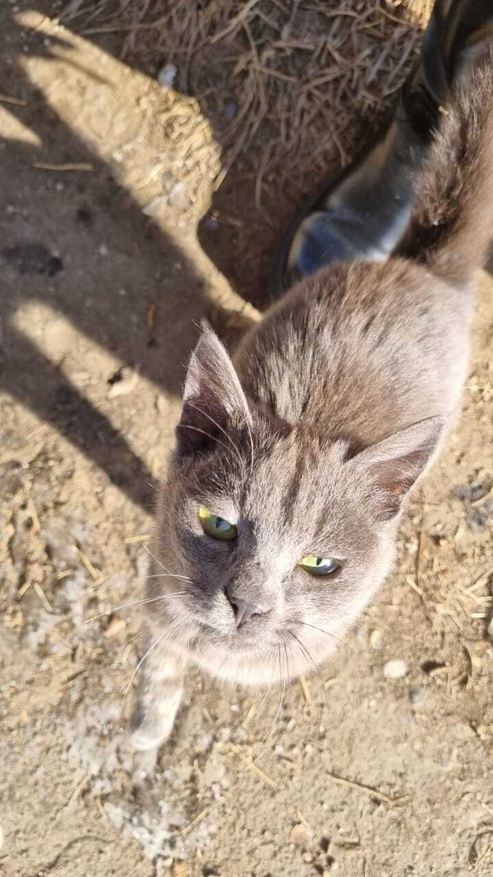 They say that flashing a cat on a peekaboo is a sweet thing! - My, cat, Love, Family, Suddenly, Longpost