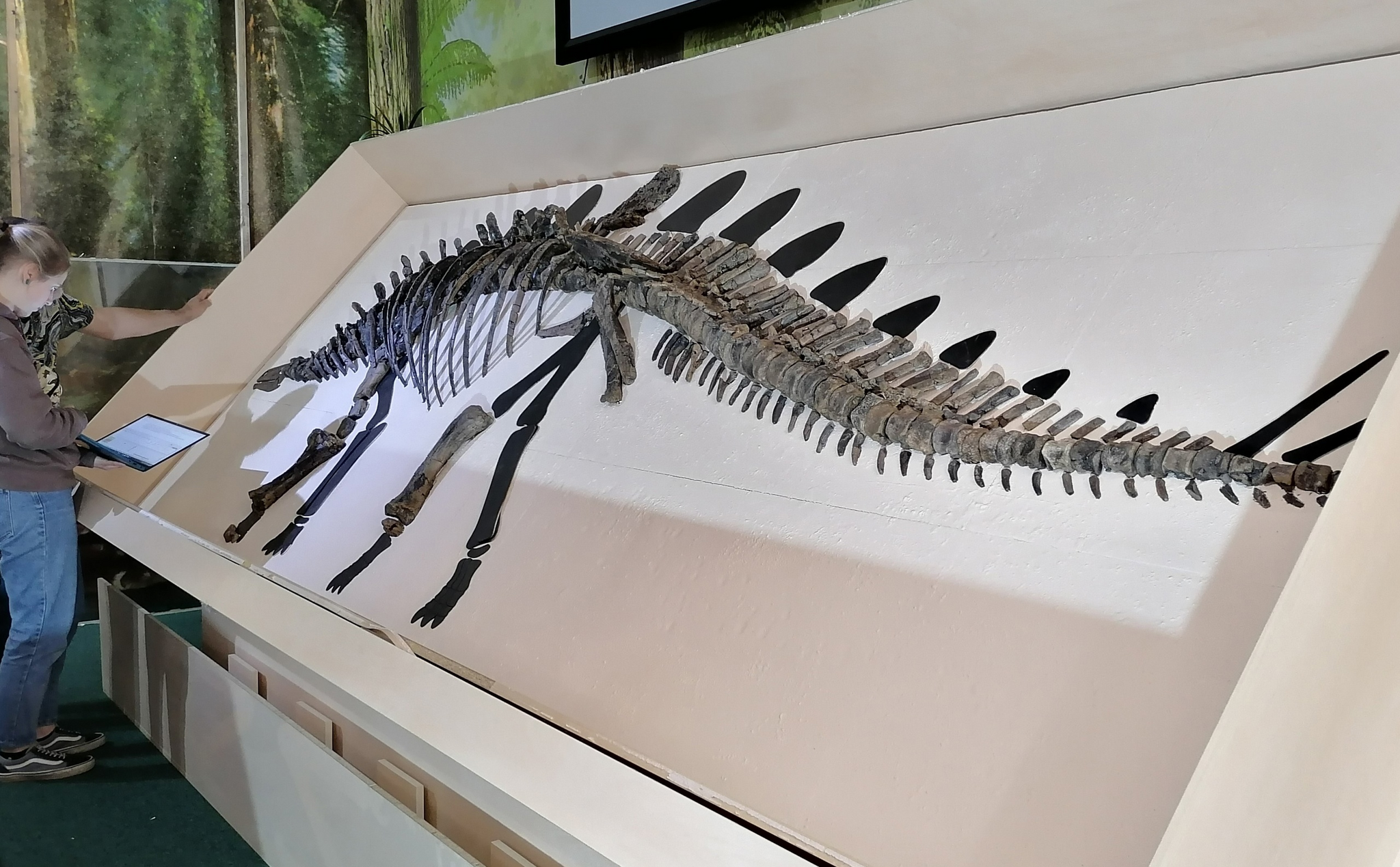 Krasnoyarsk stegosaurus - Paleontology, Museum, Dinosaurs, Jurassic, The science, Find, Fossils, Russia, Longpost