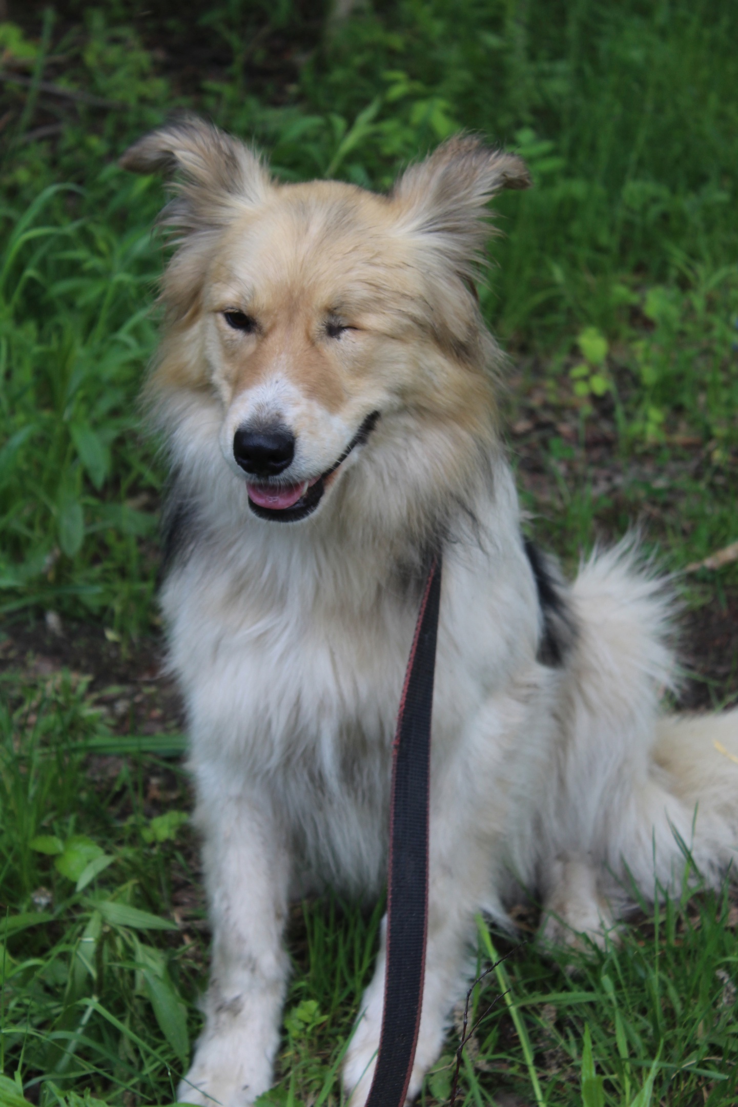 No one notices a special boy for 1.5 years in a shelter - In good hands, Animal shelter, Homeless animals, Dog, Helping animals, No rating, Volunteering, Longpost, Elektrogorsk, Moscow region, Moscow